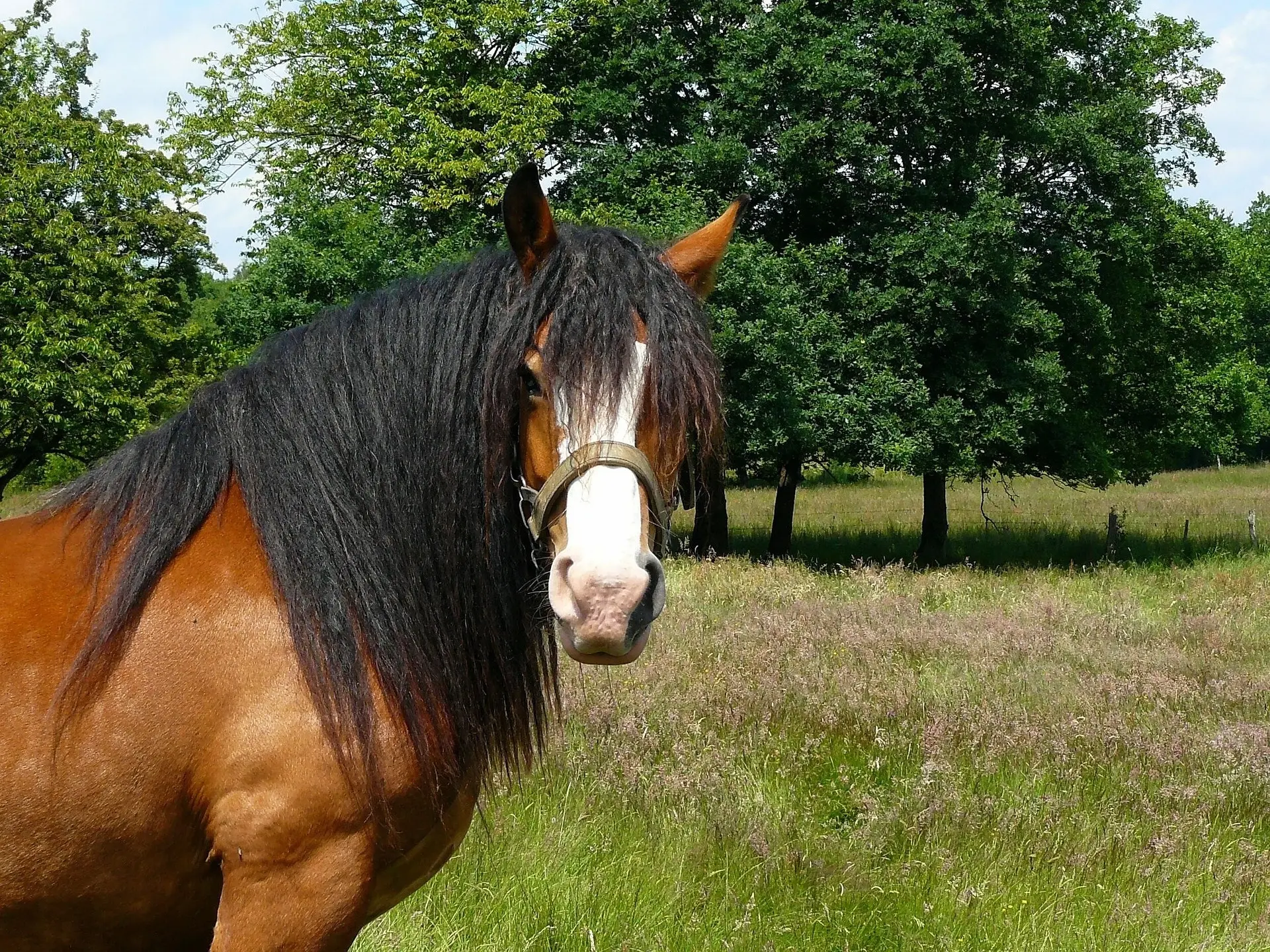 Golden bay horse