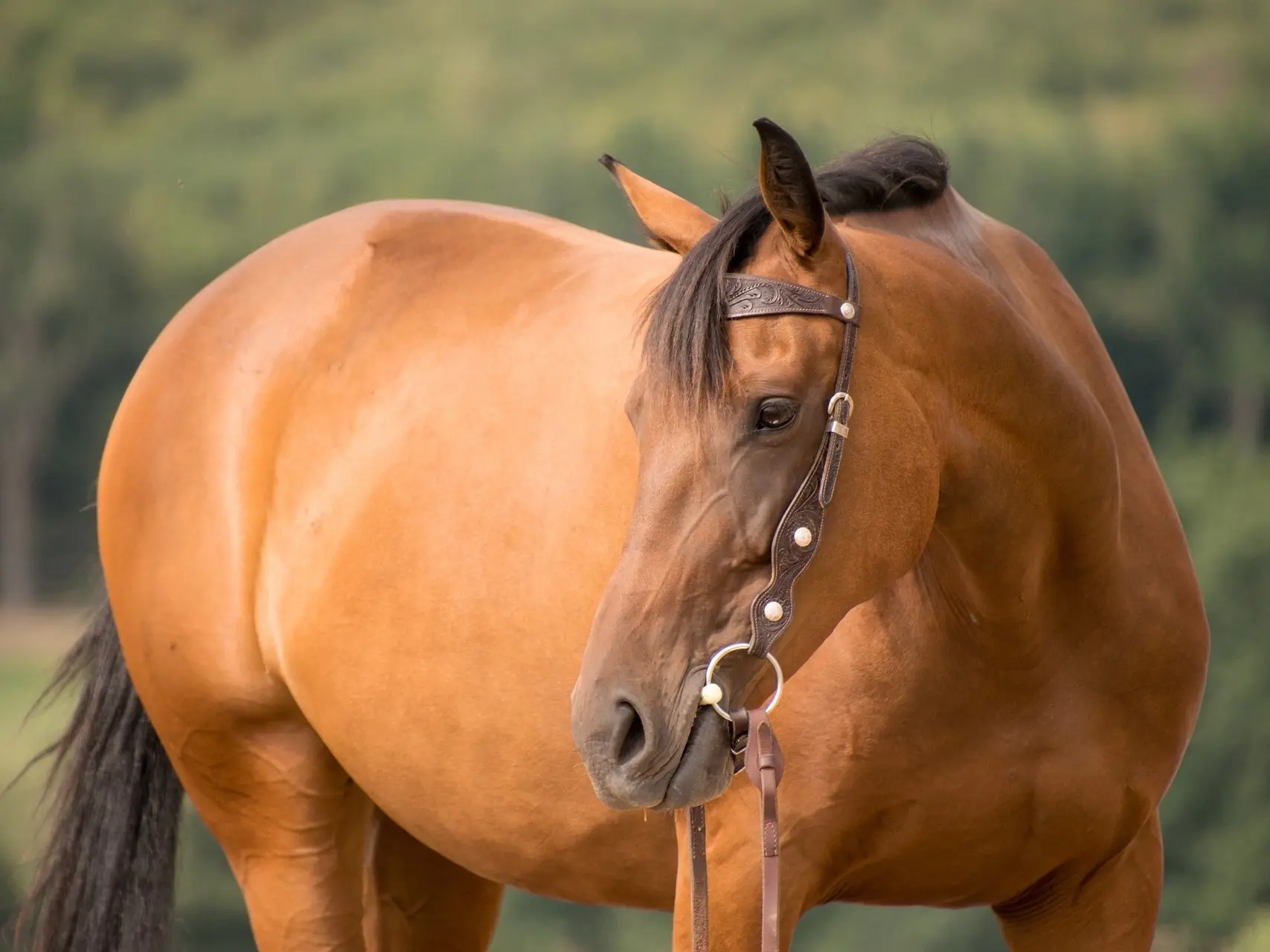 Golden bay horse