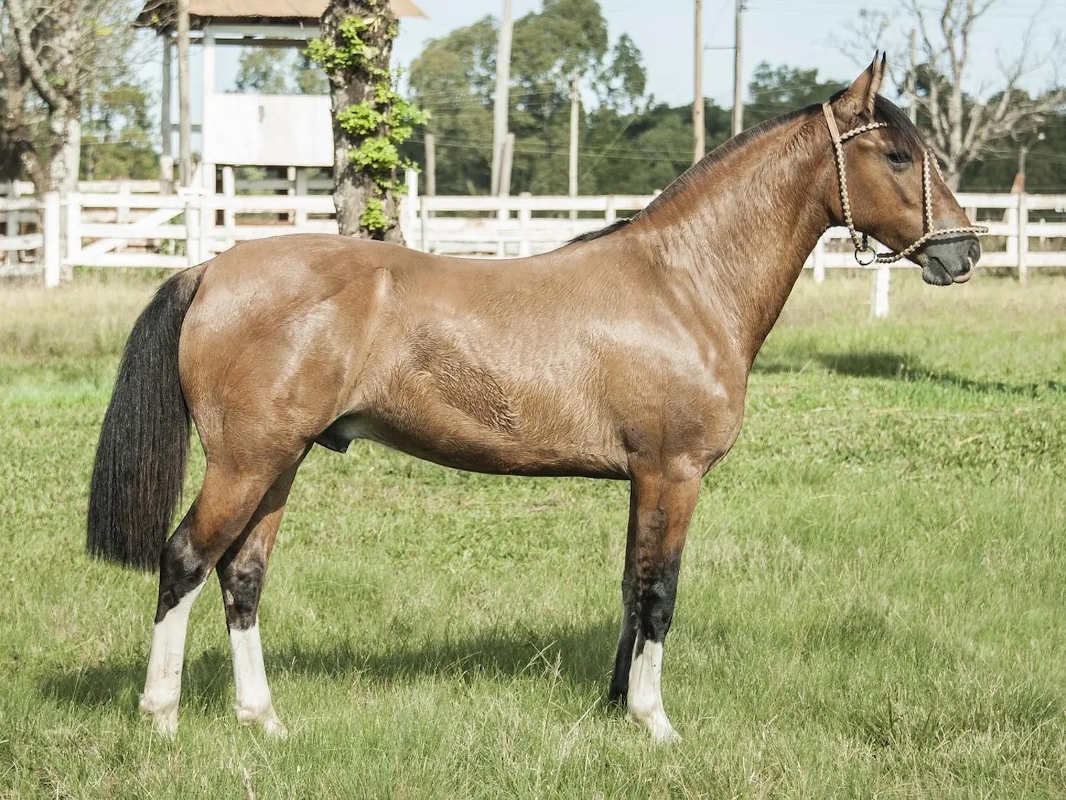 Golden bay horse