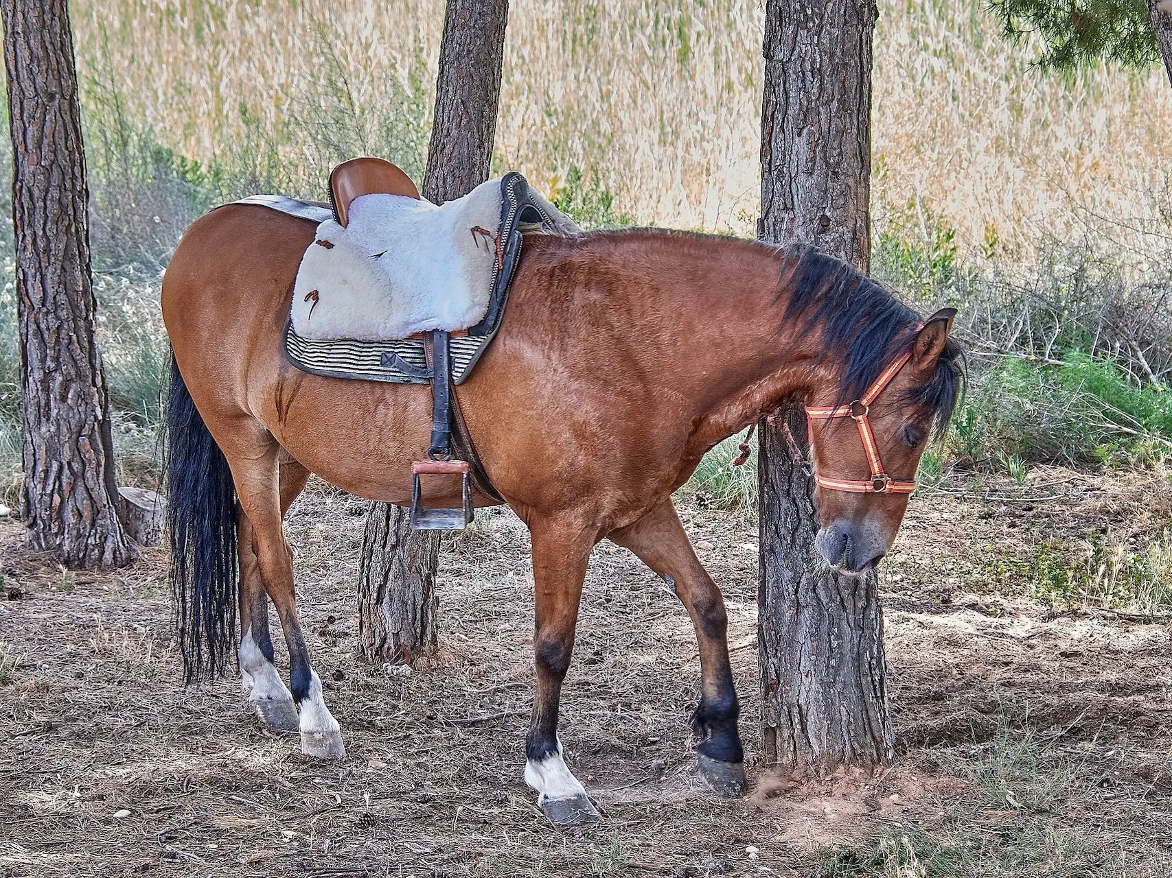 Golden bay horse