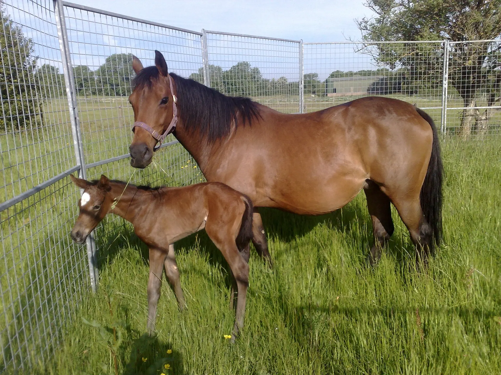 Golden bay horse