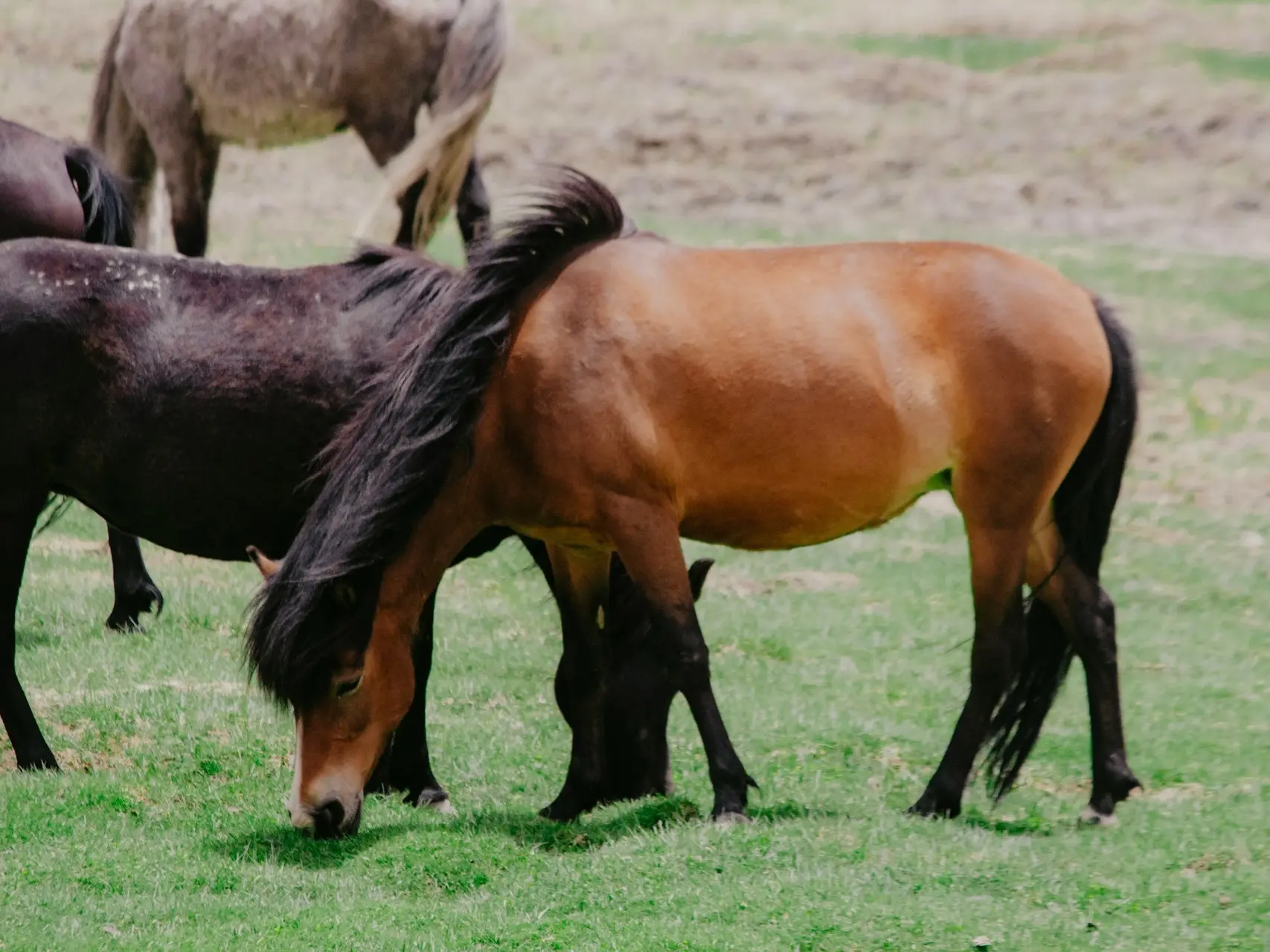 Golden bay horse