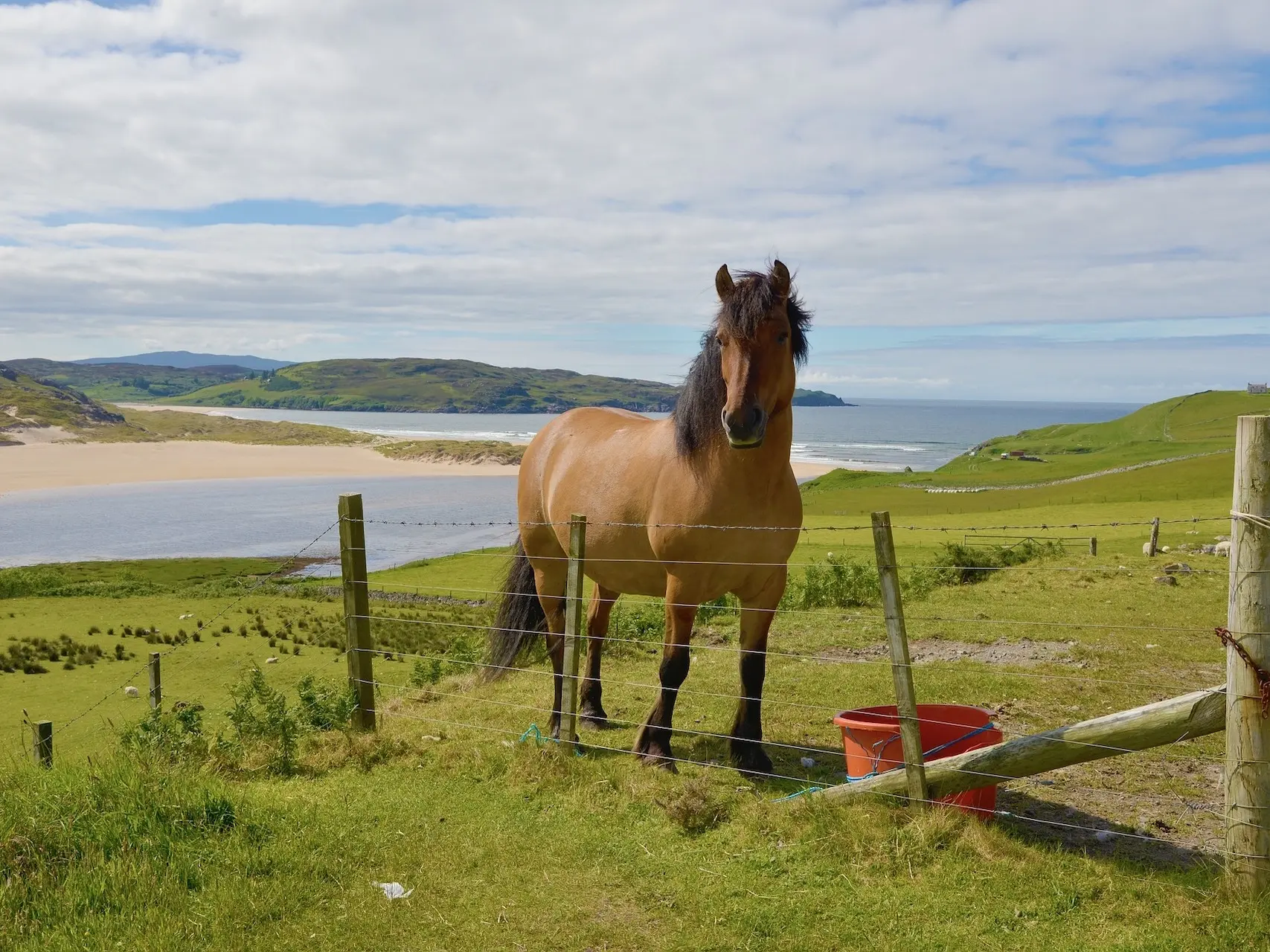 Golden bay horse