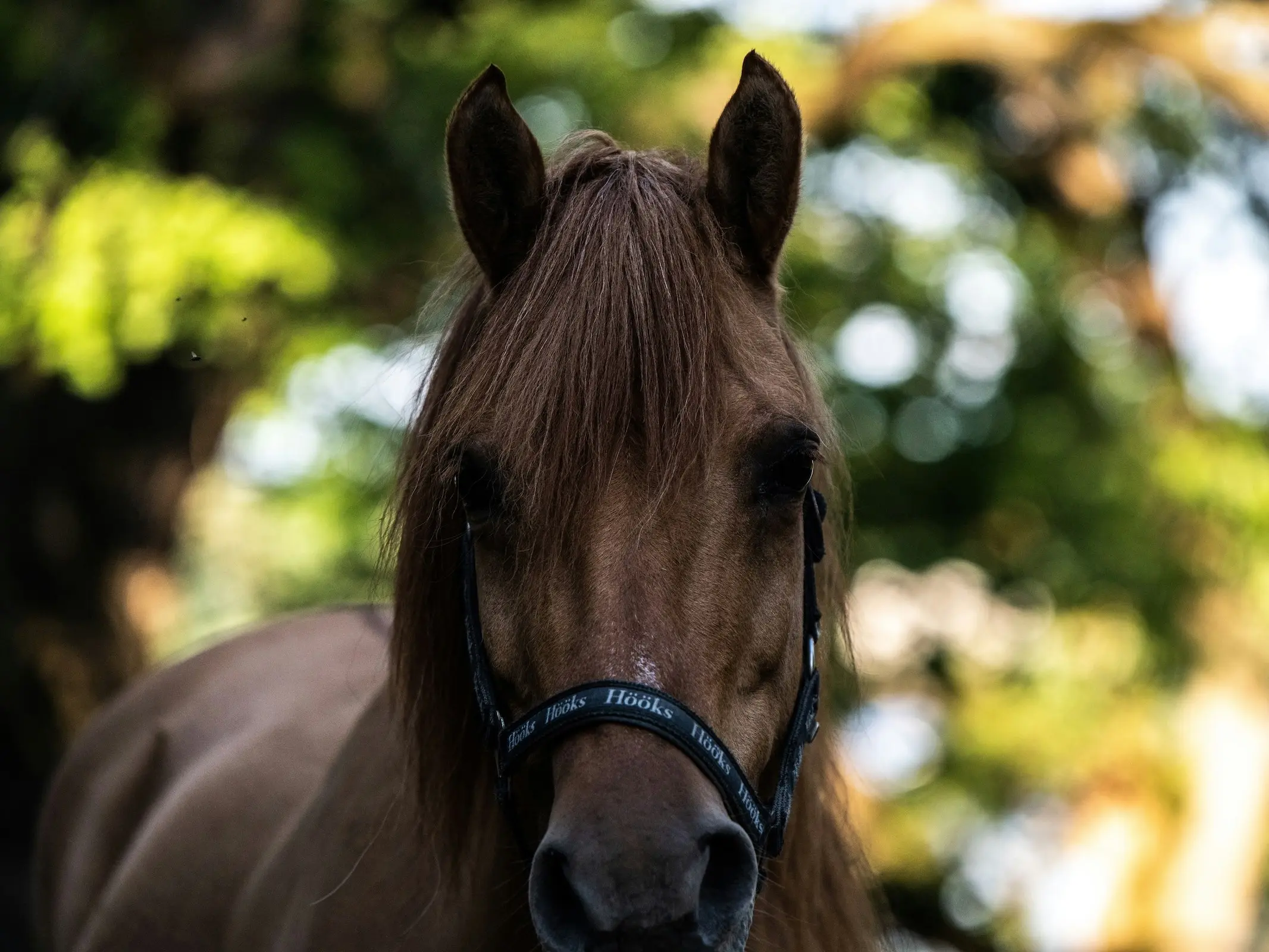 Gotland Pony