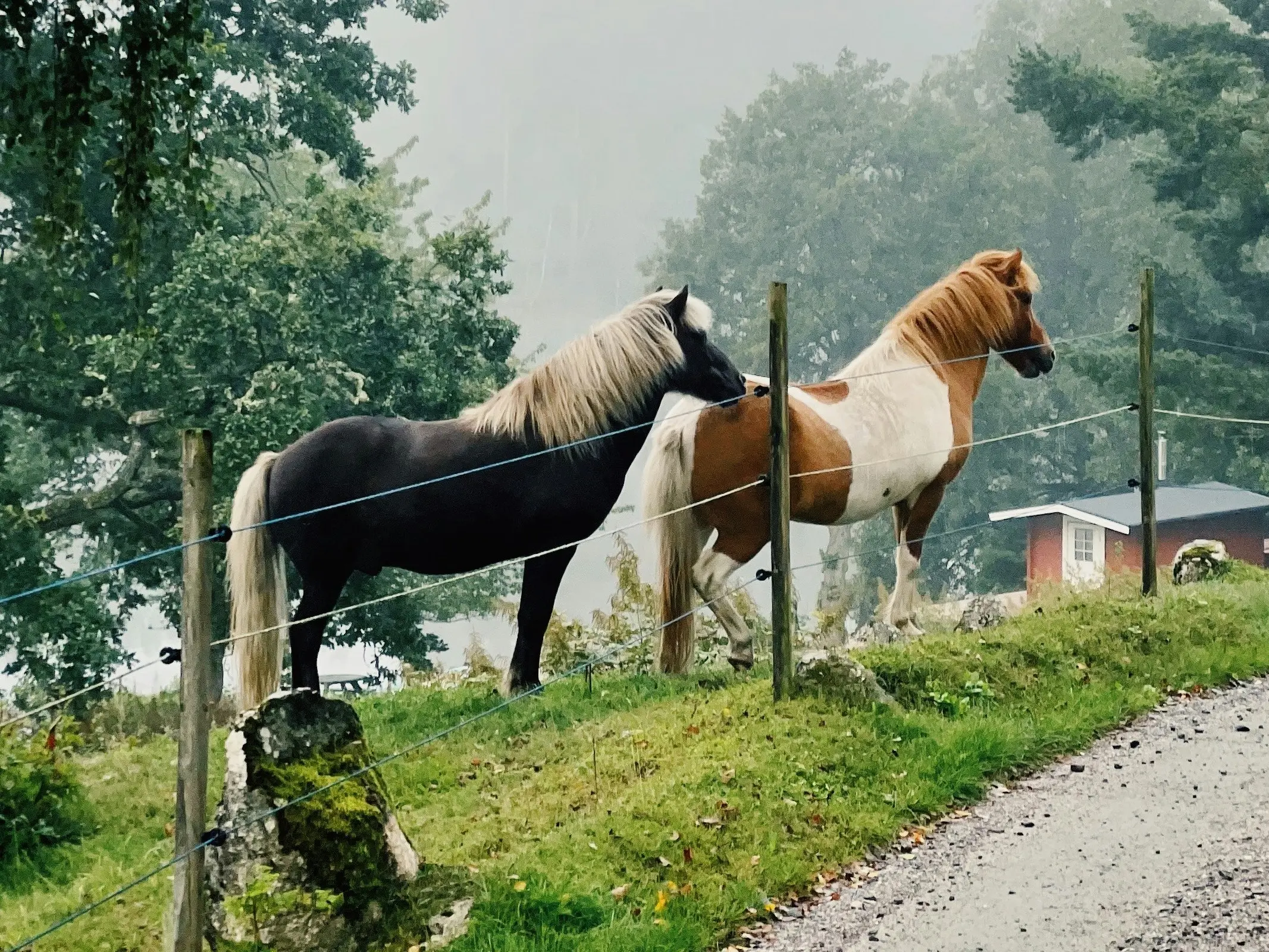 Gotland Pony