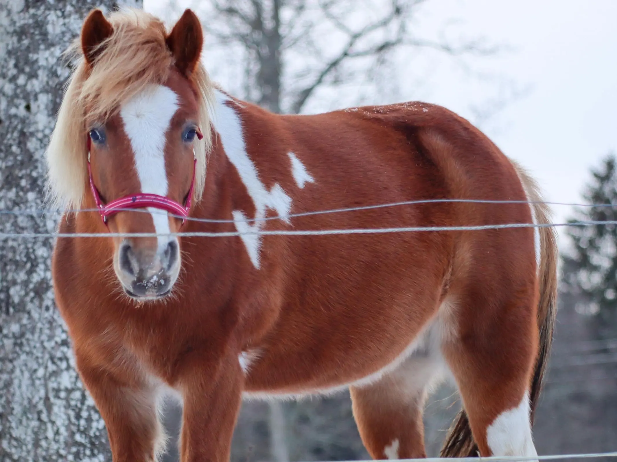 Gotland Pony