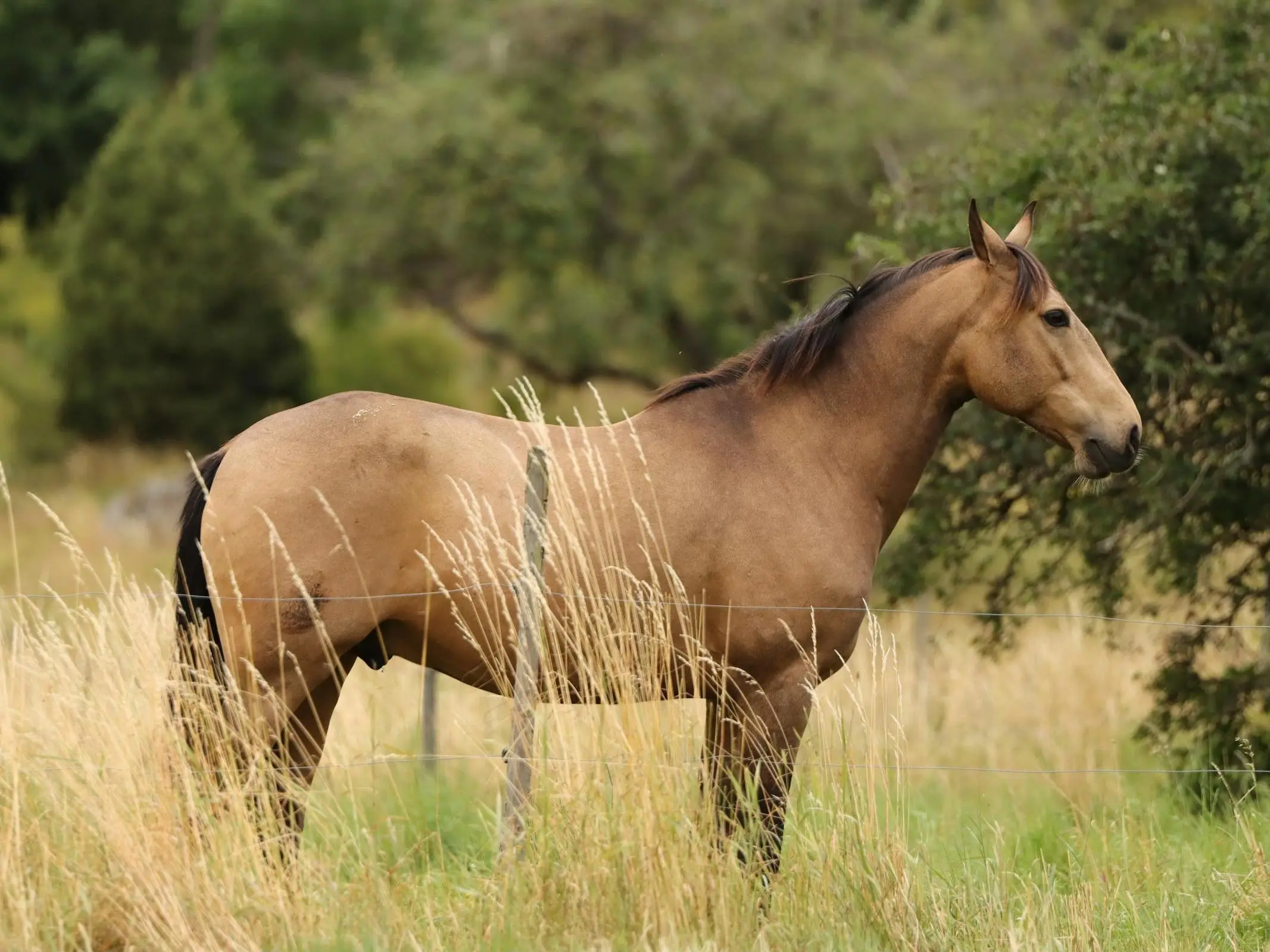 Gotland Pony