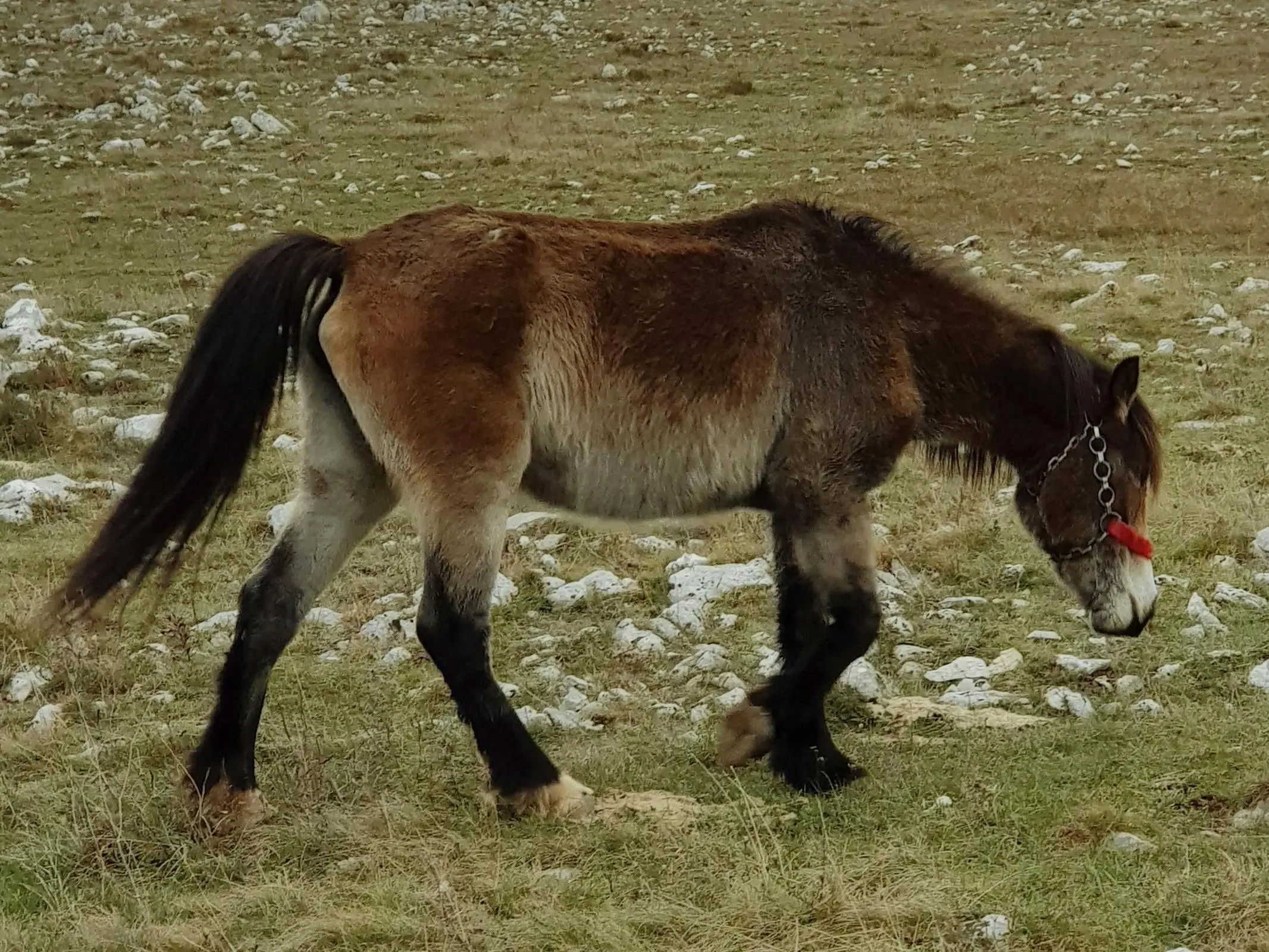 Gotland Pony