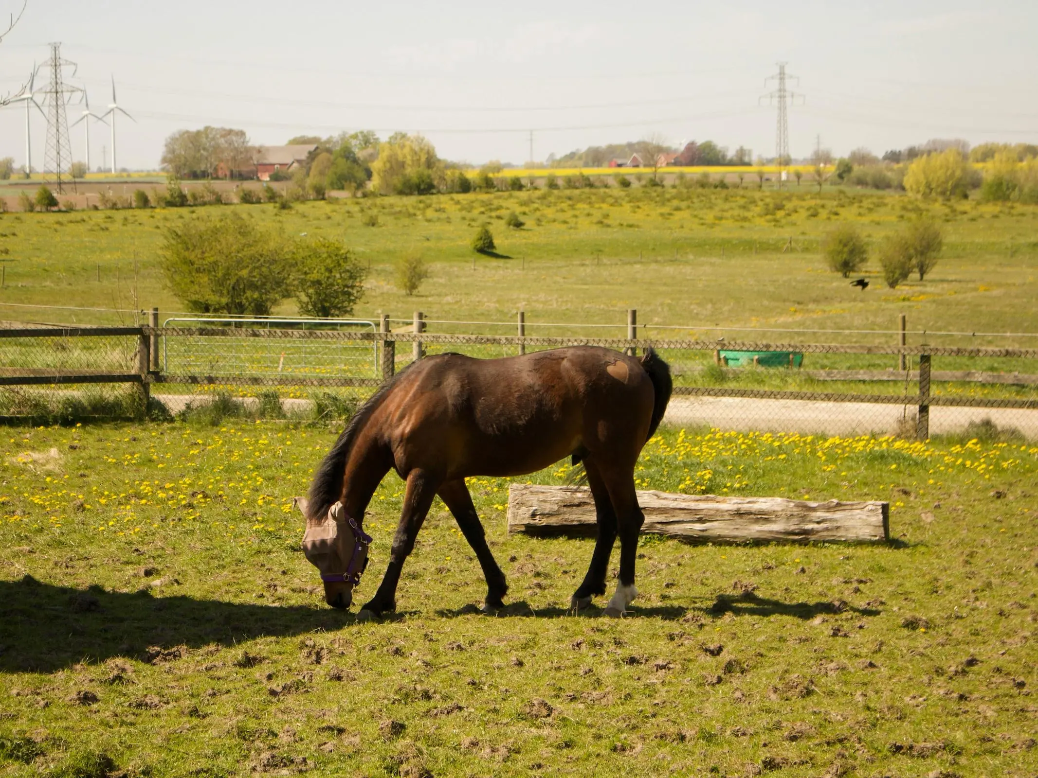 Gotland Pony