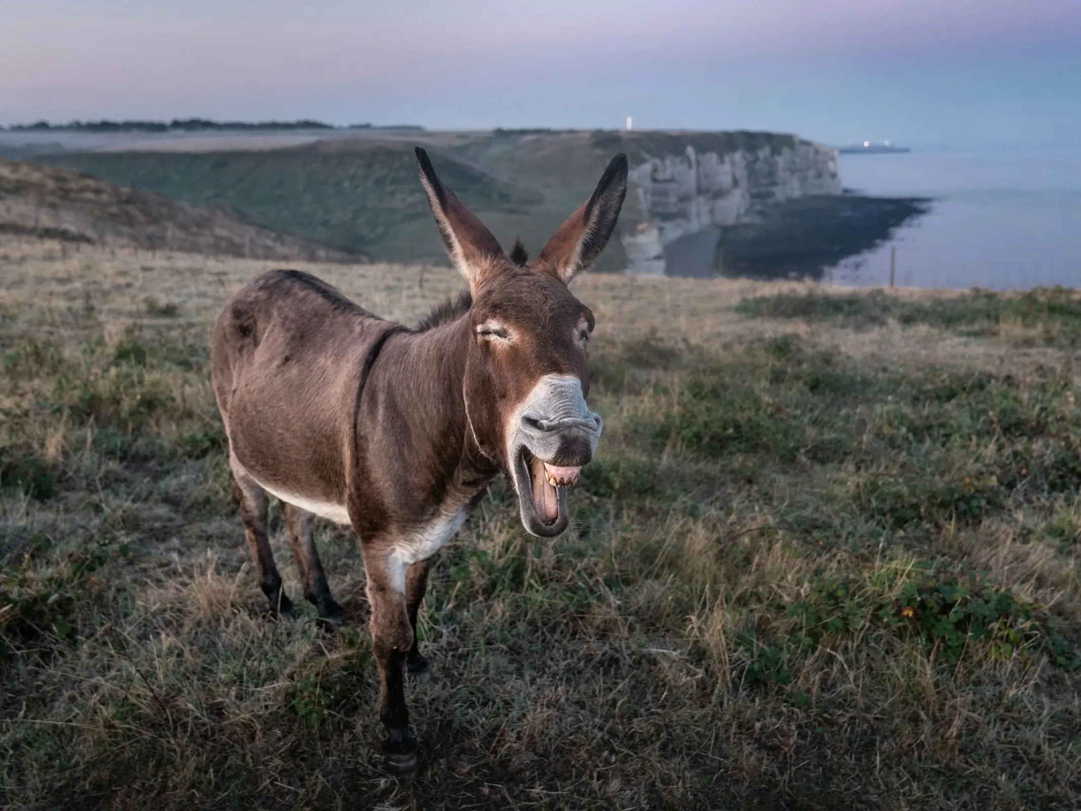 Grand Noir du Berry Donkey