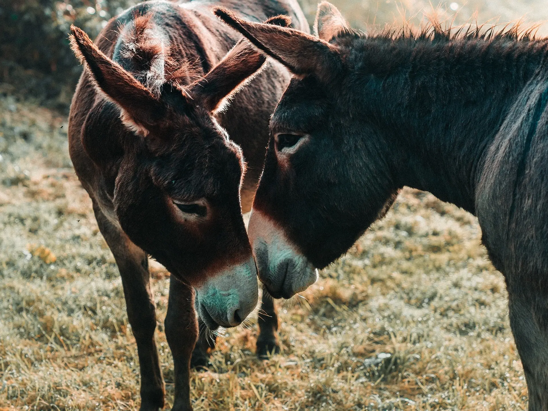 Grand Noir du Berry Donkey 