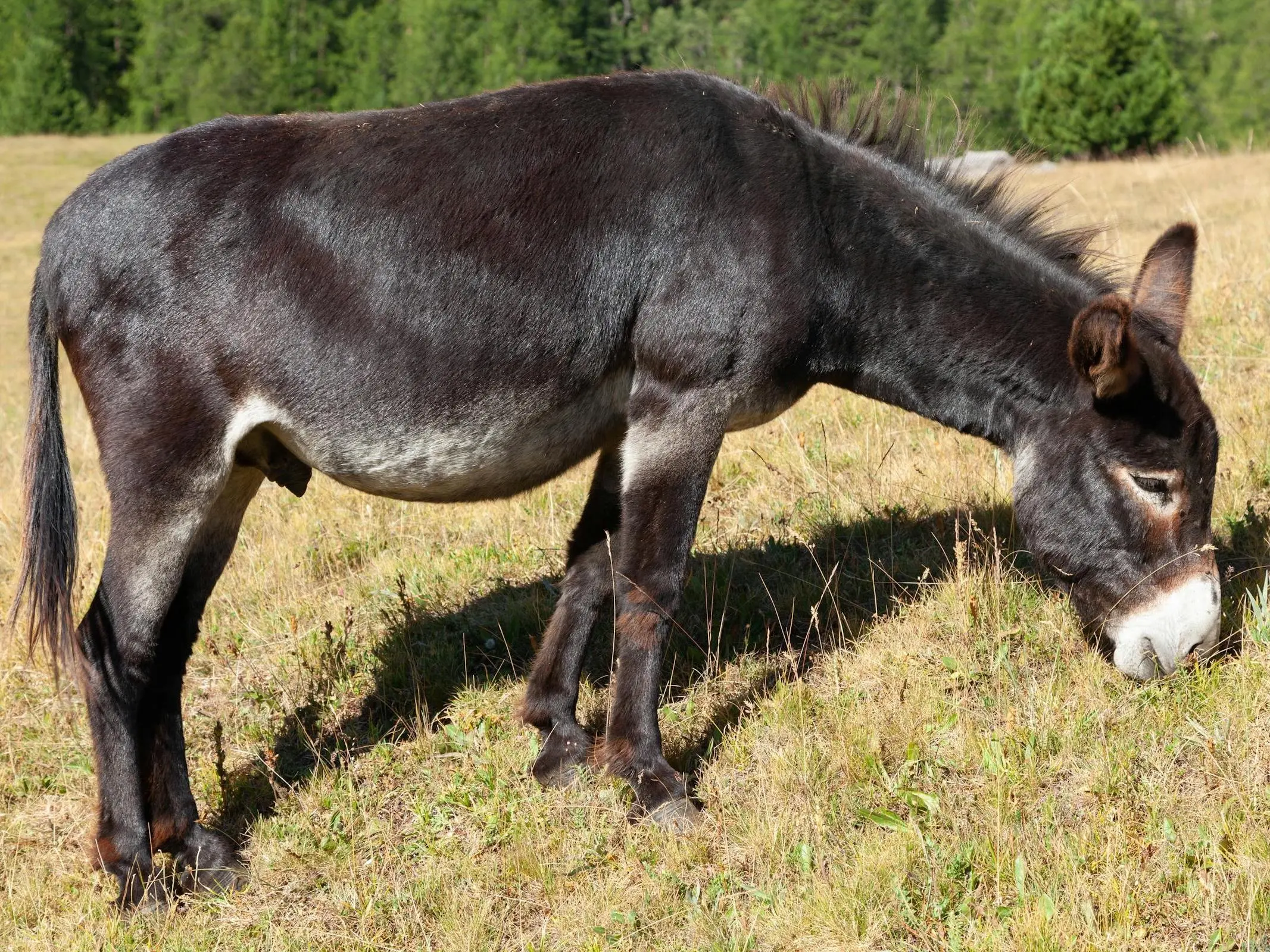 Grand Noir du Berry Donkey 