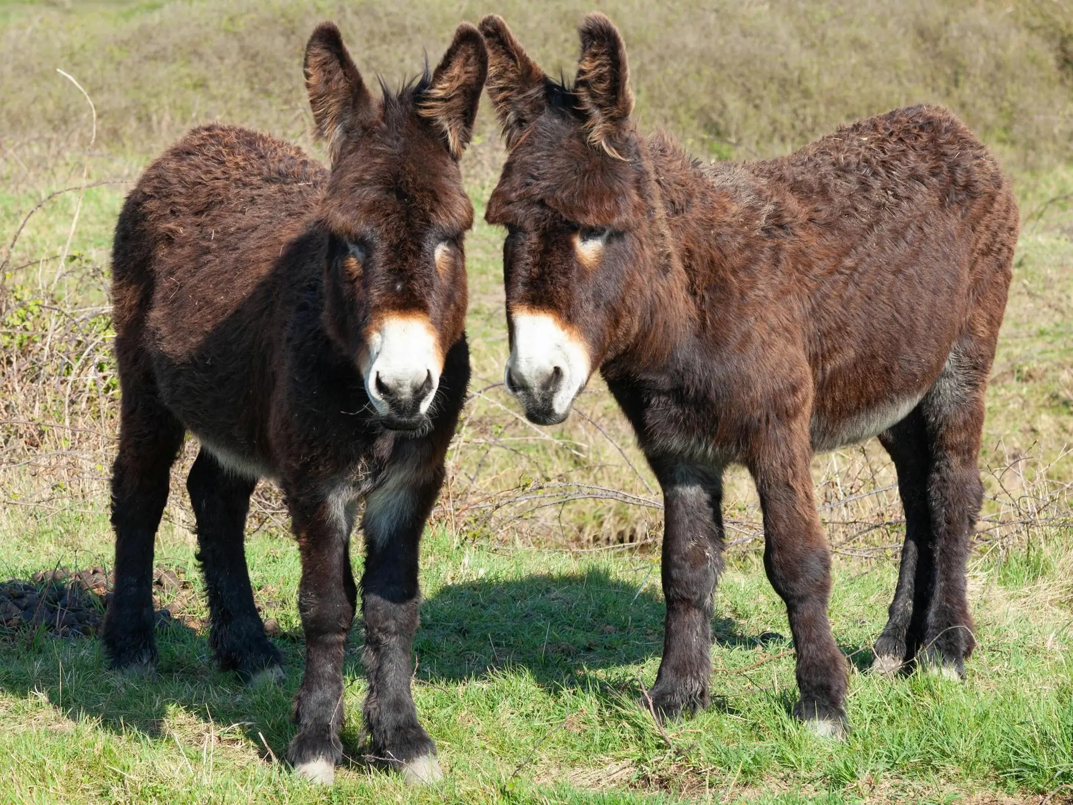 Grand Noir du Berry Donkey