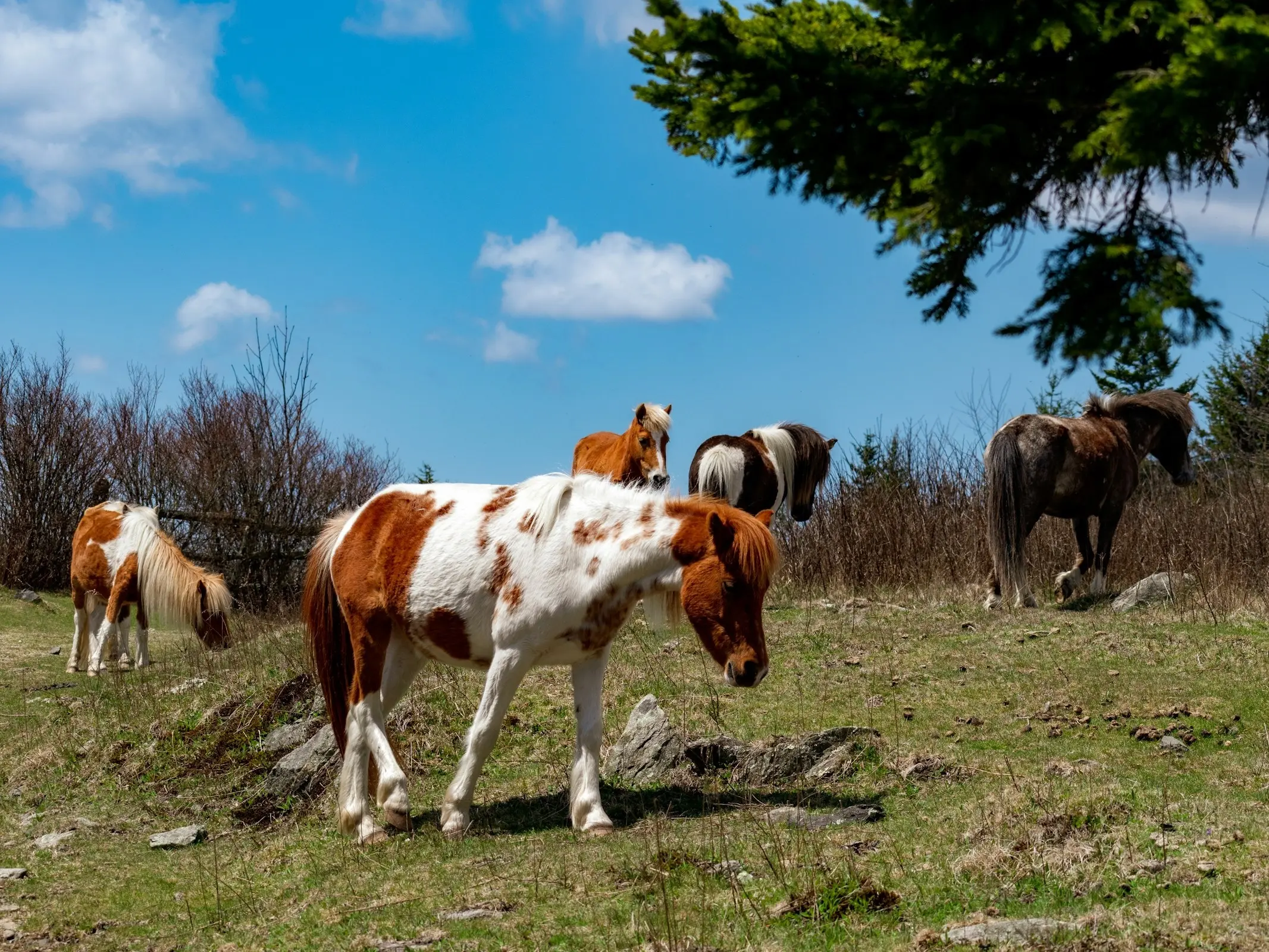 Grayson Highlands Ponies