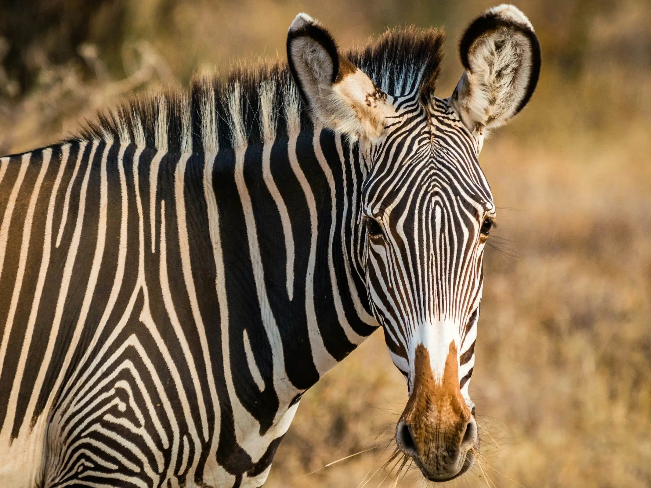 Grévy's Zebra