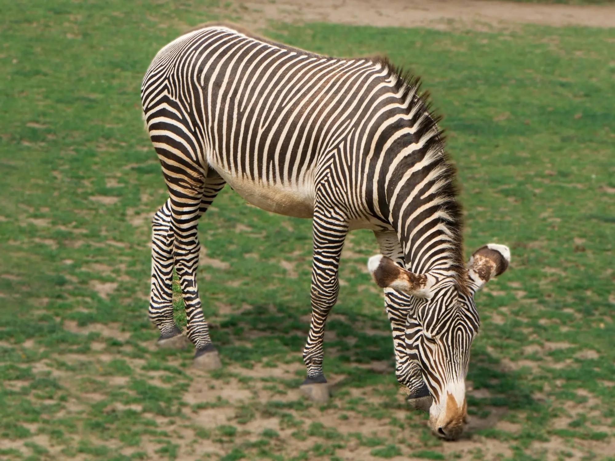 Grévy's Zebra