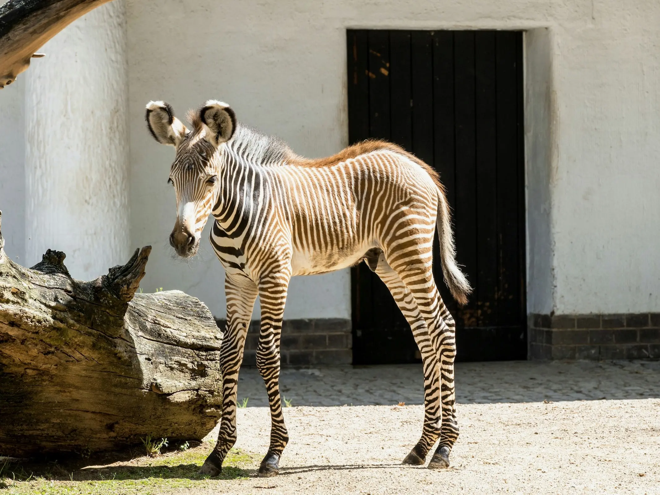 Grévy's Zebra