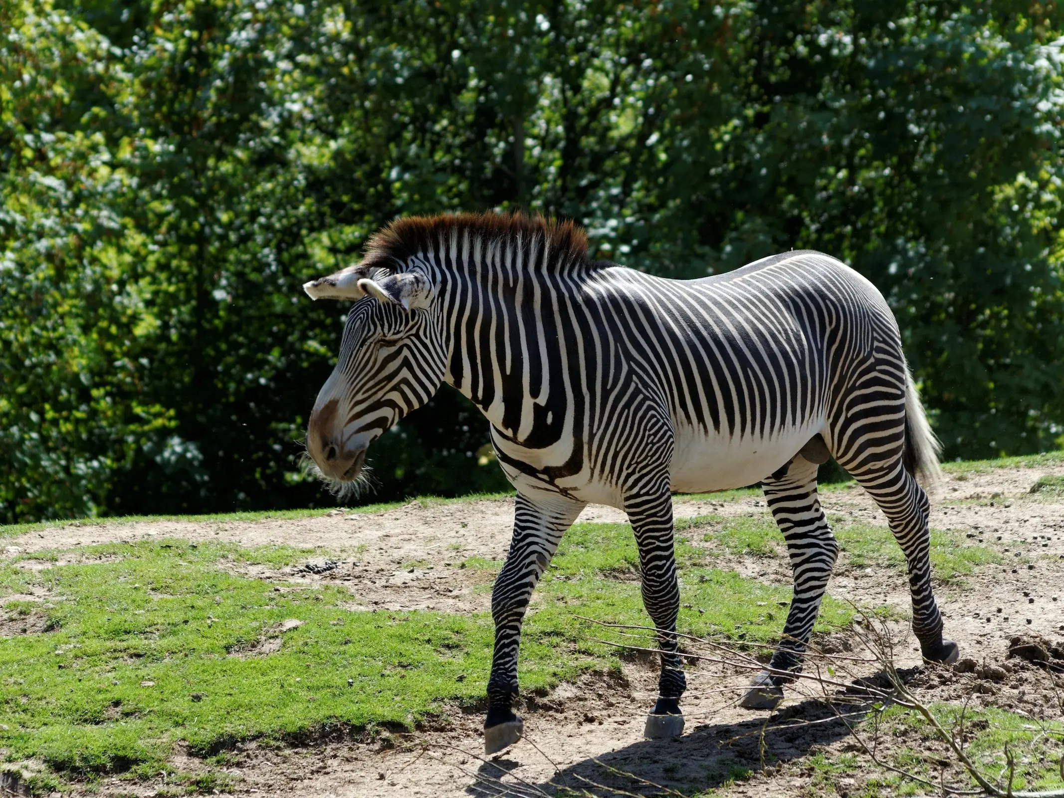 Grévy's Zebra