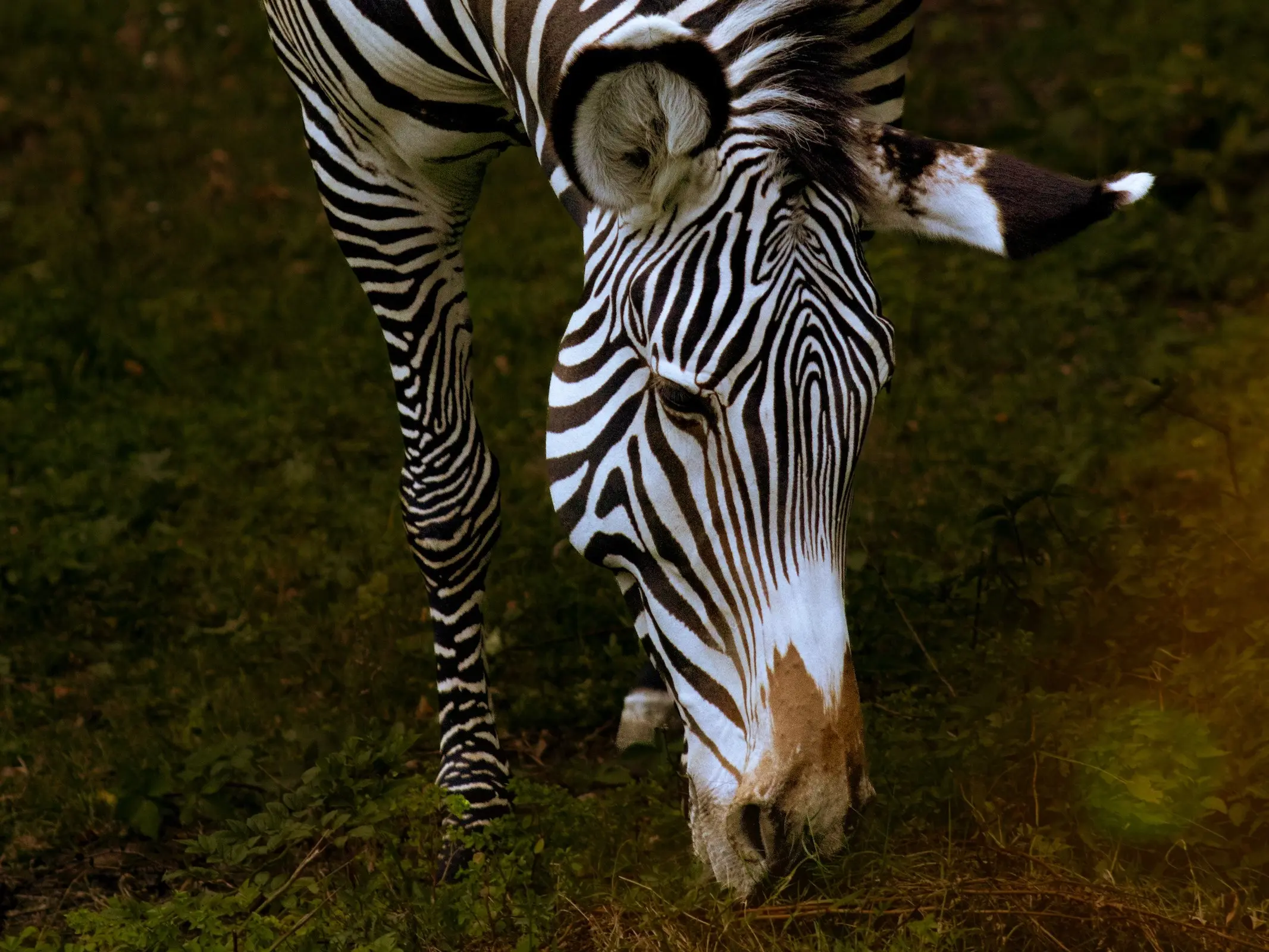 Grévy's Zebra