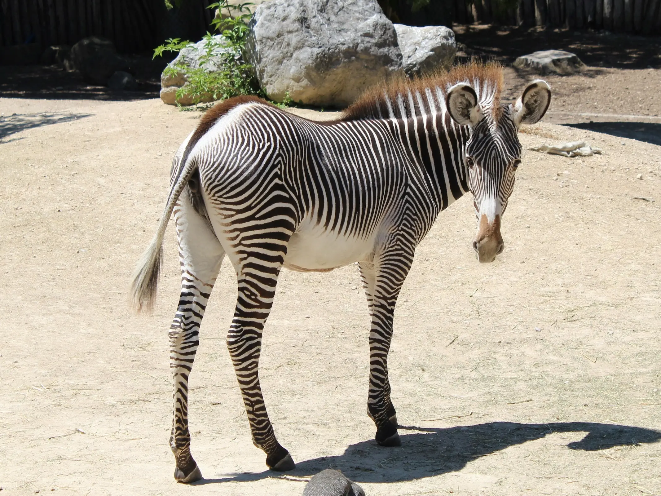 Grévy's Zebra