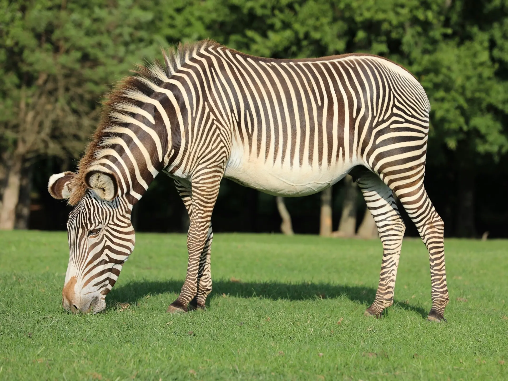 Grévy's Zebra