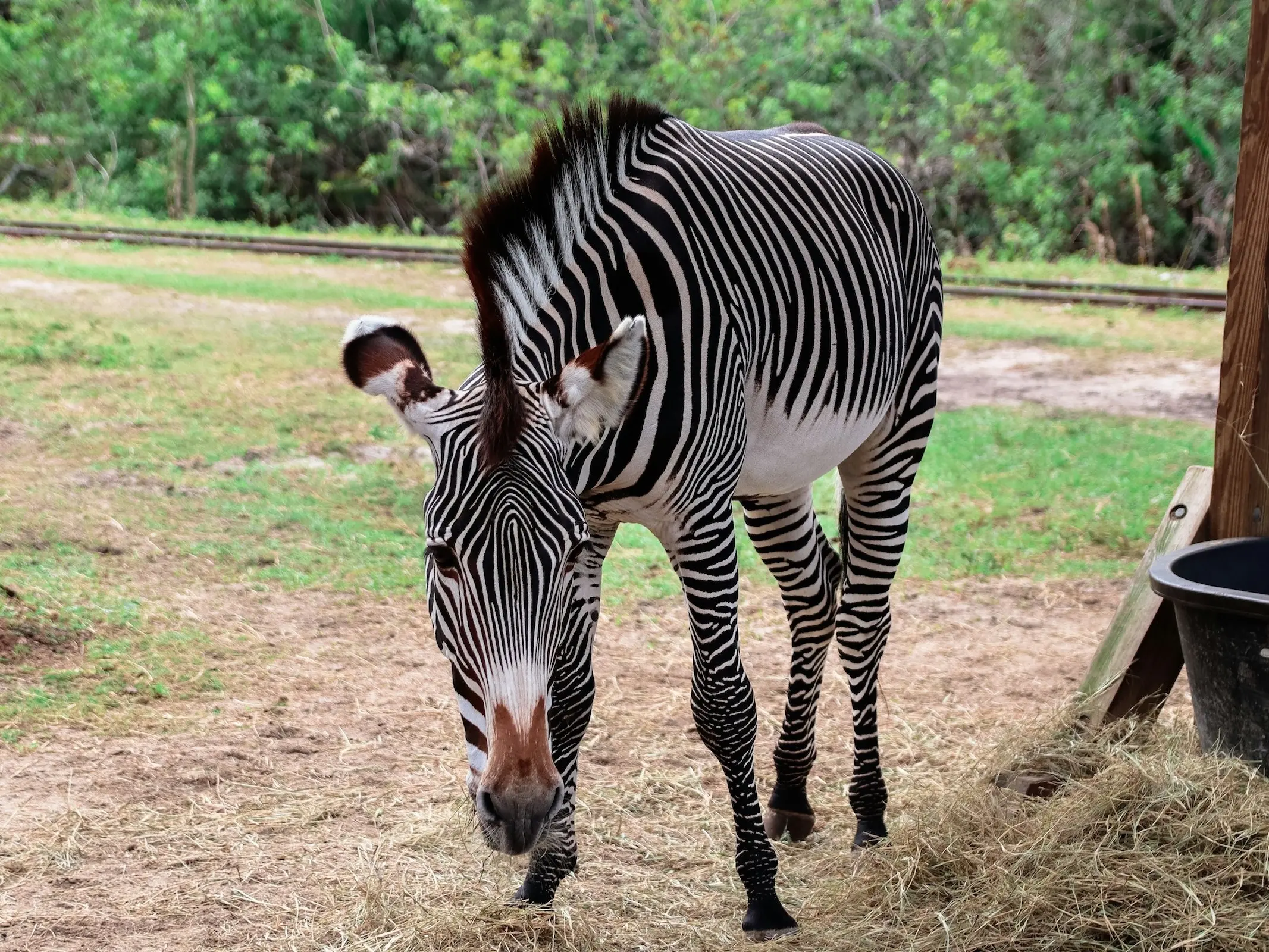 Grévy's Zebra