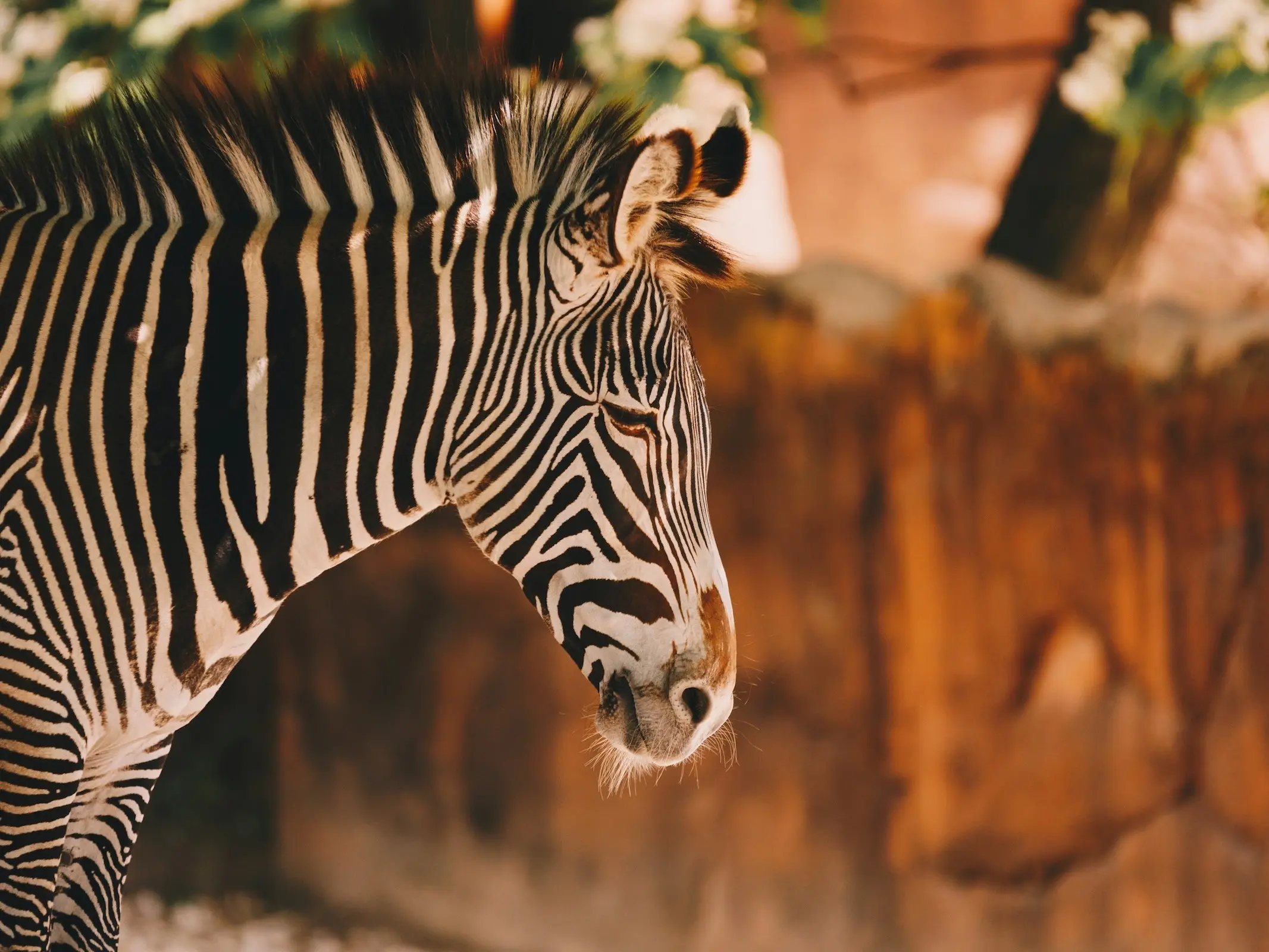 Grévy's Zebra