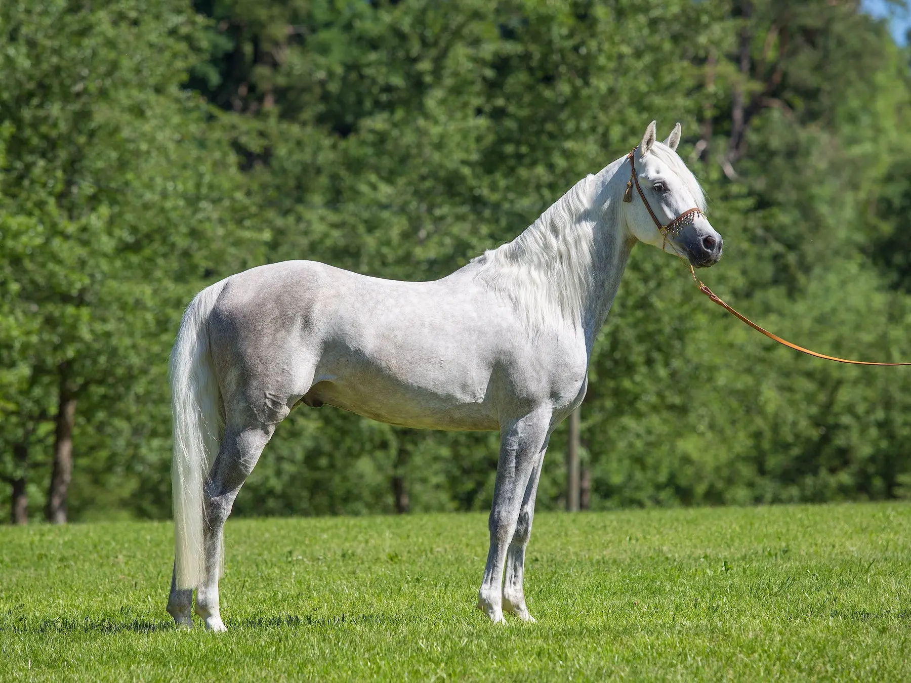 Dapple grey horse