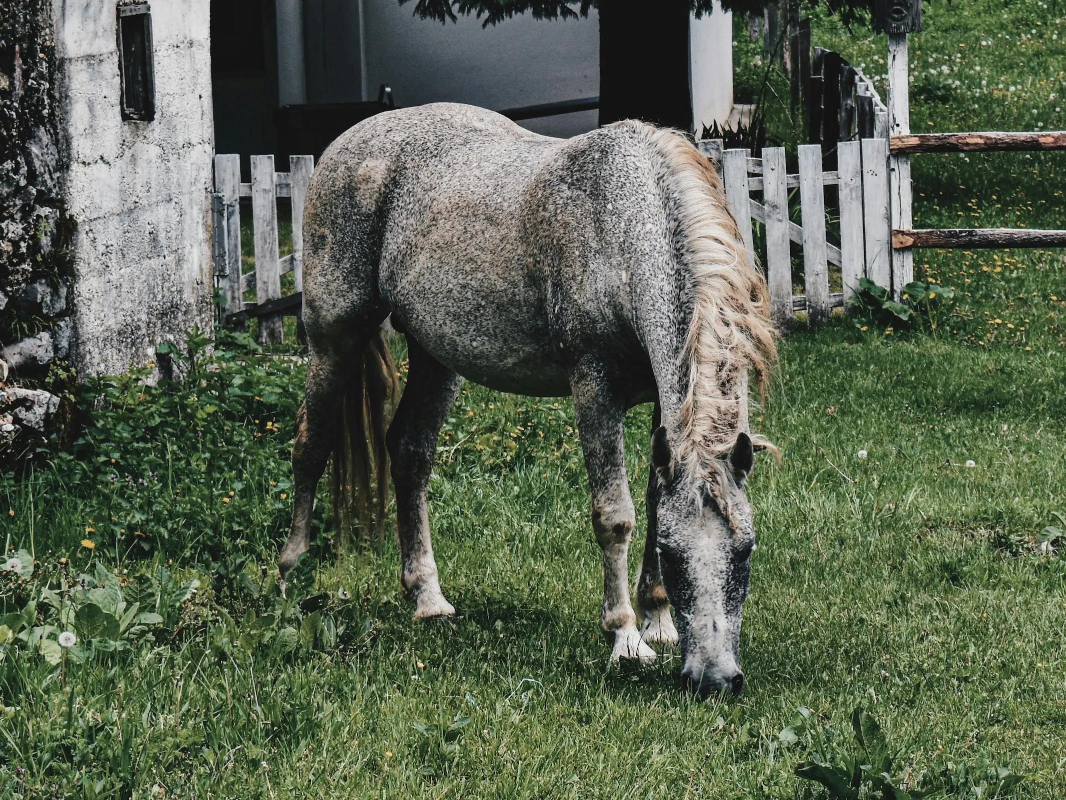 Fleabitten grey horse