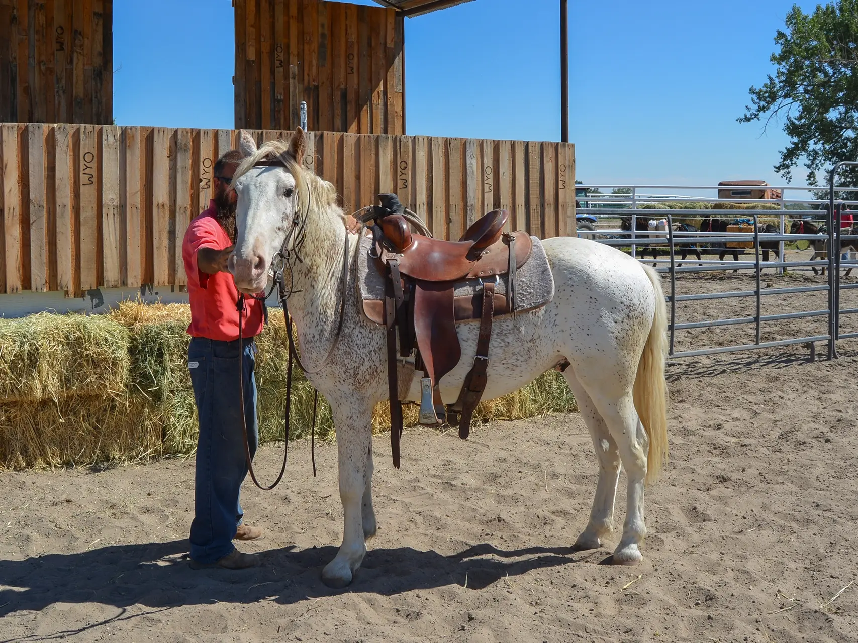 Fleabitten grey horse