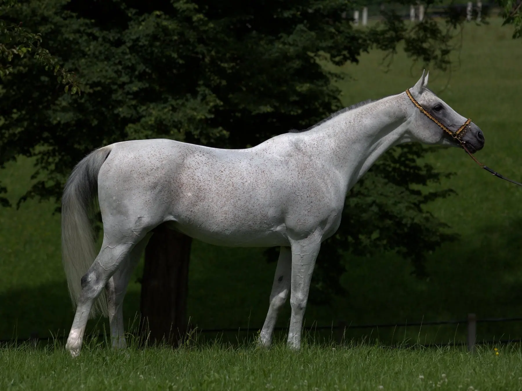 Fleabitten grey horse