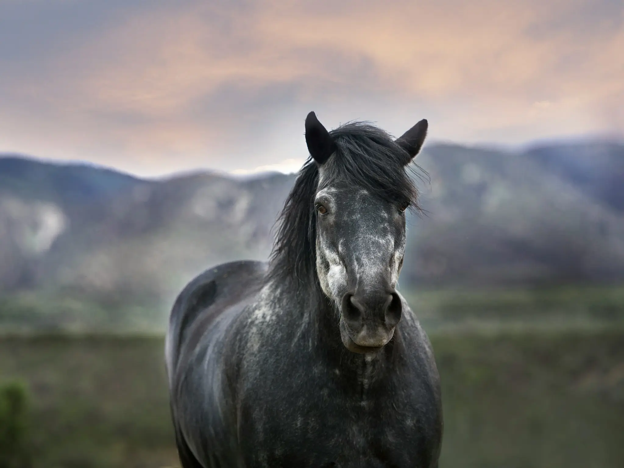 Black grey horse