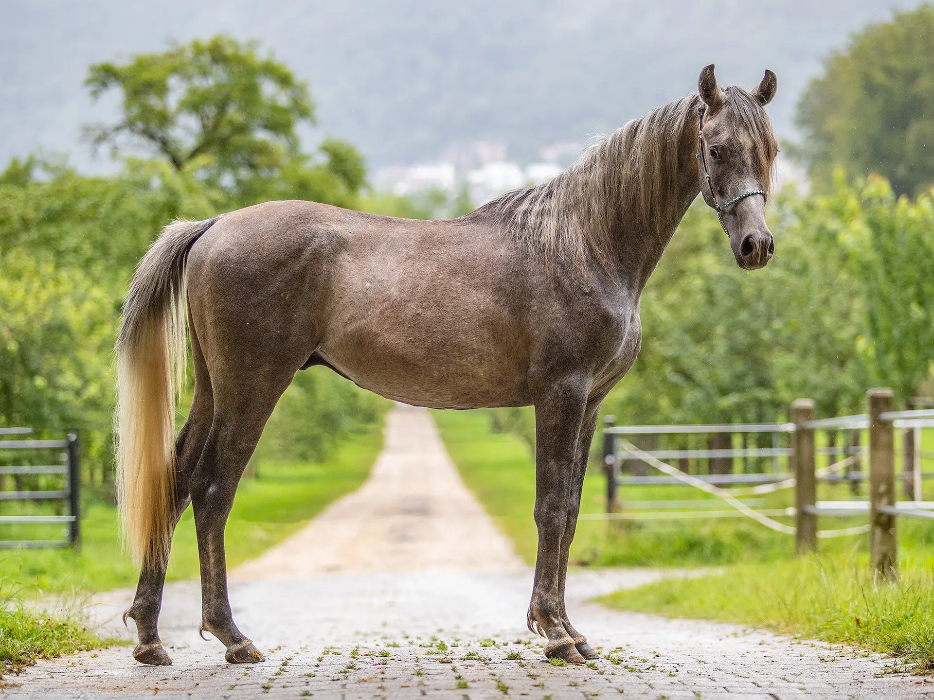 Rose grey horse