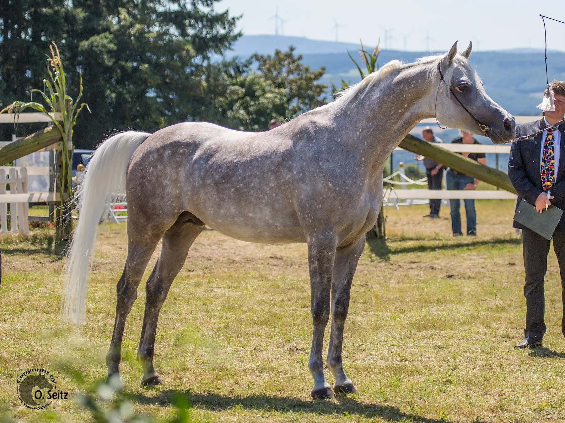 Rose grey horse