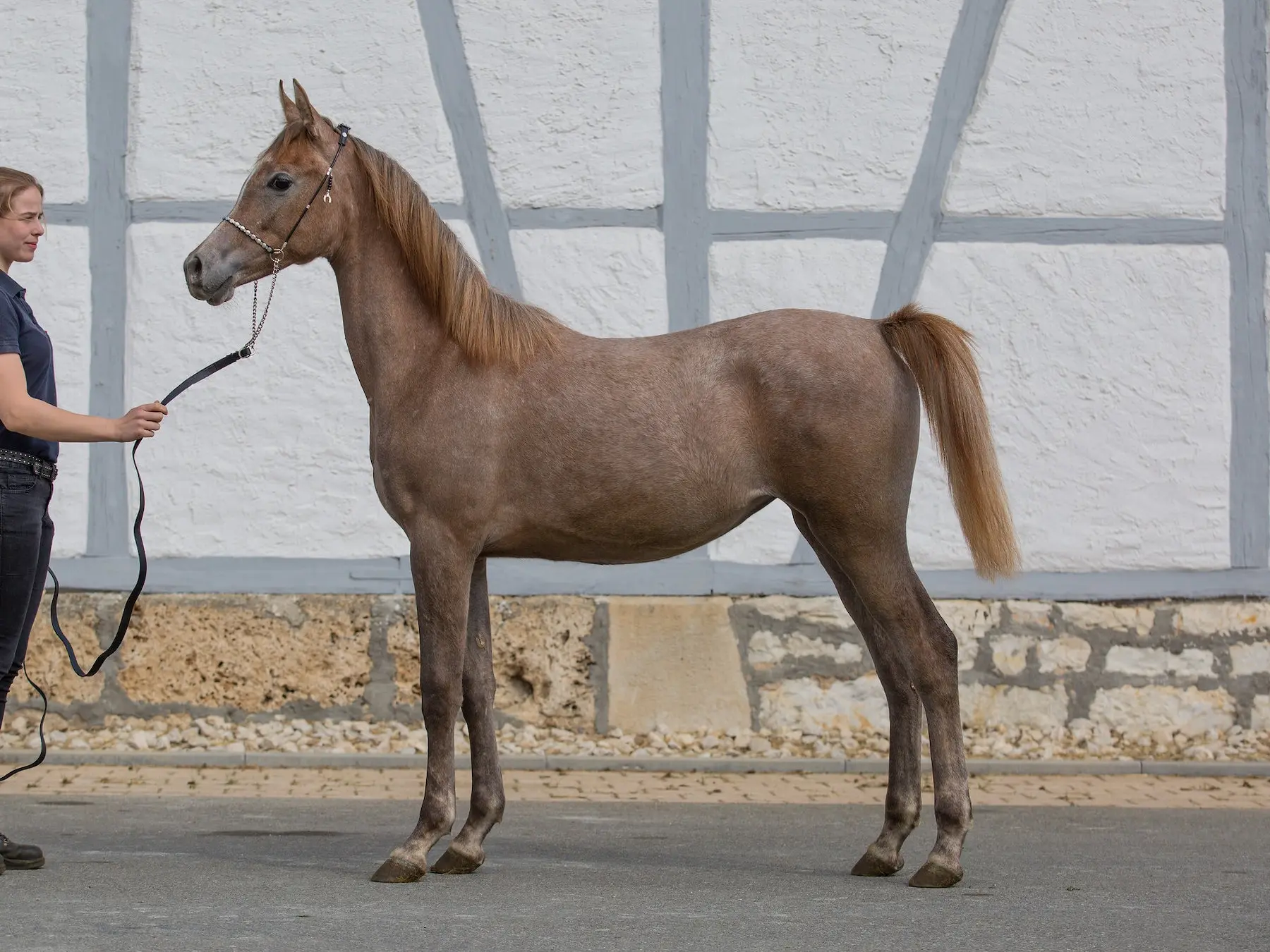 Rose grey horse