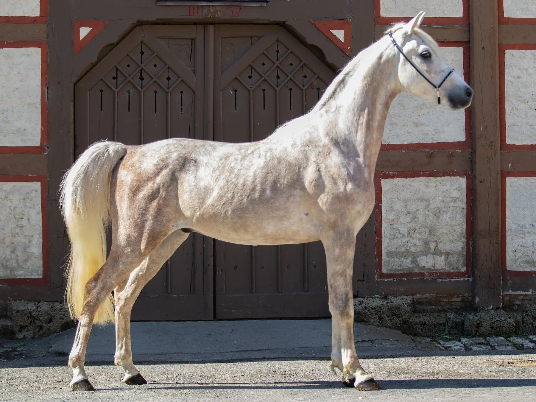 Rose grey horse