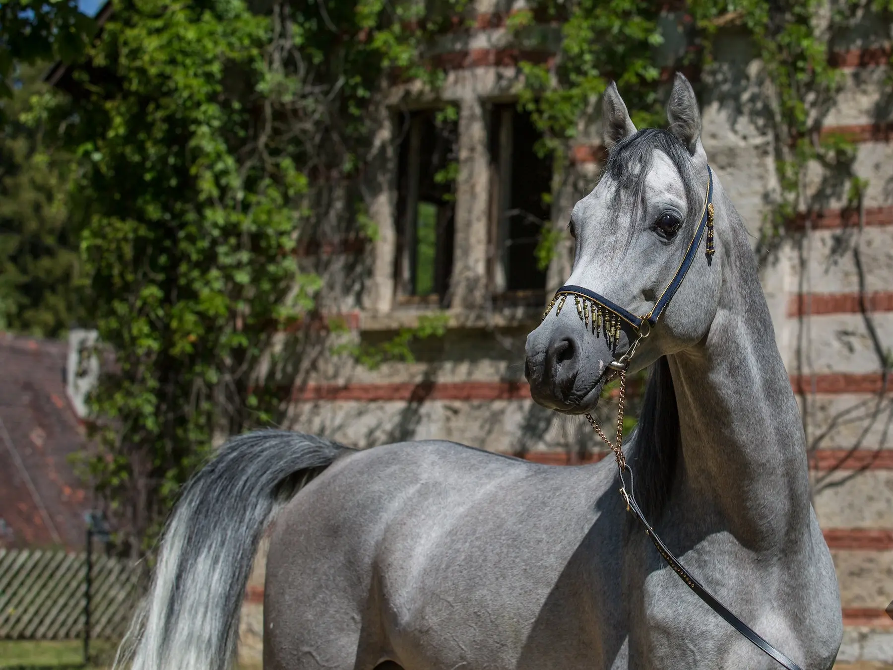 Arabian Horse