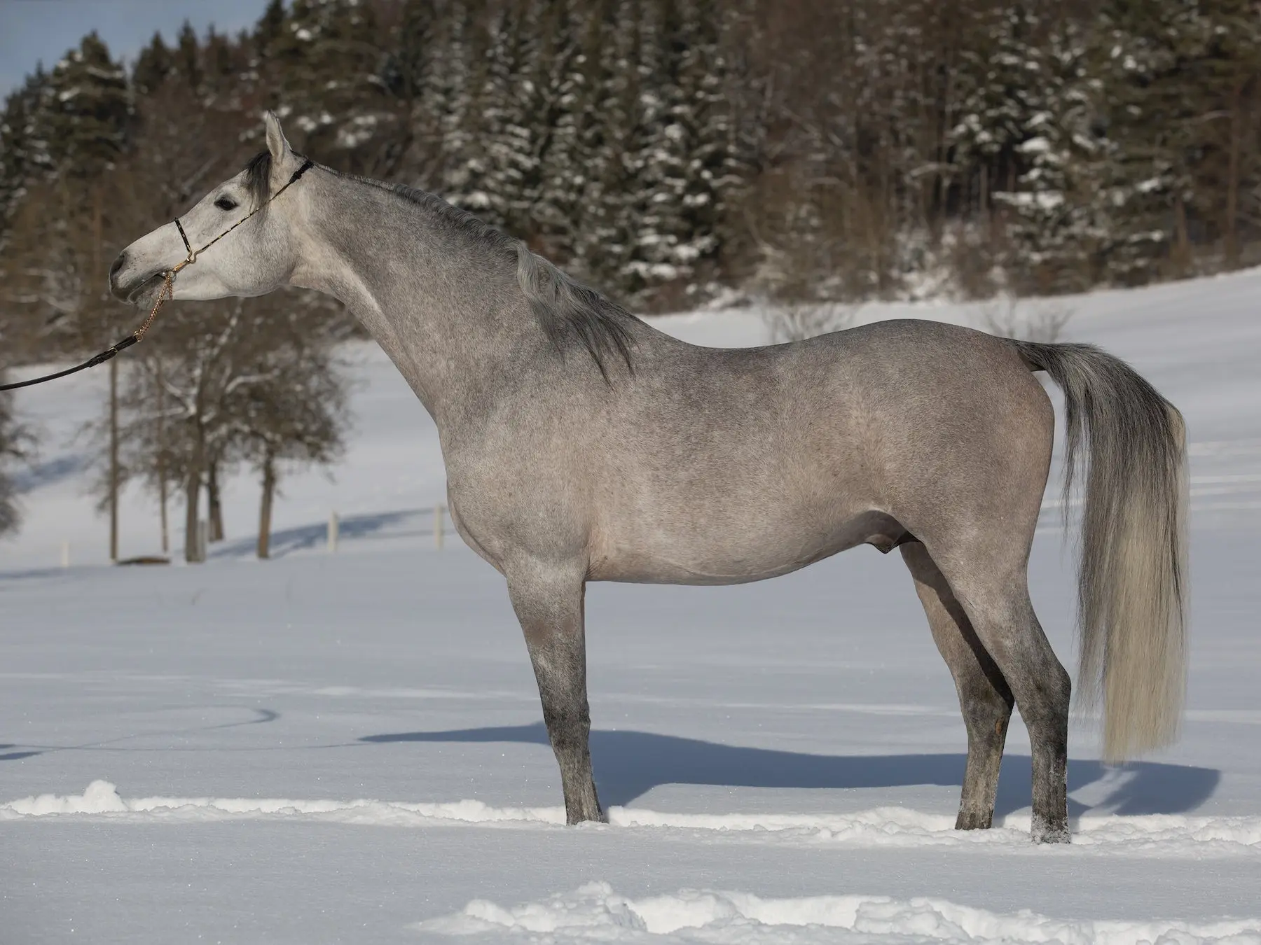 Steel grey horse