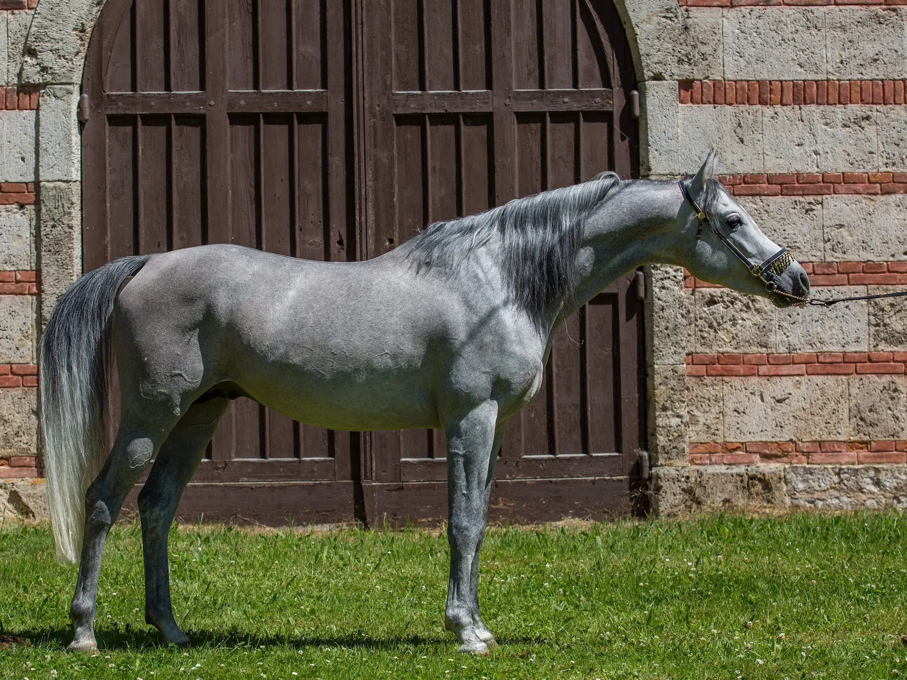 Steel grey horse