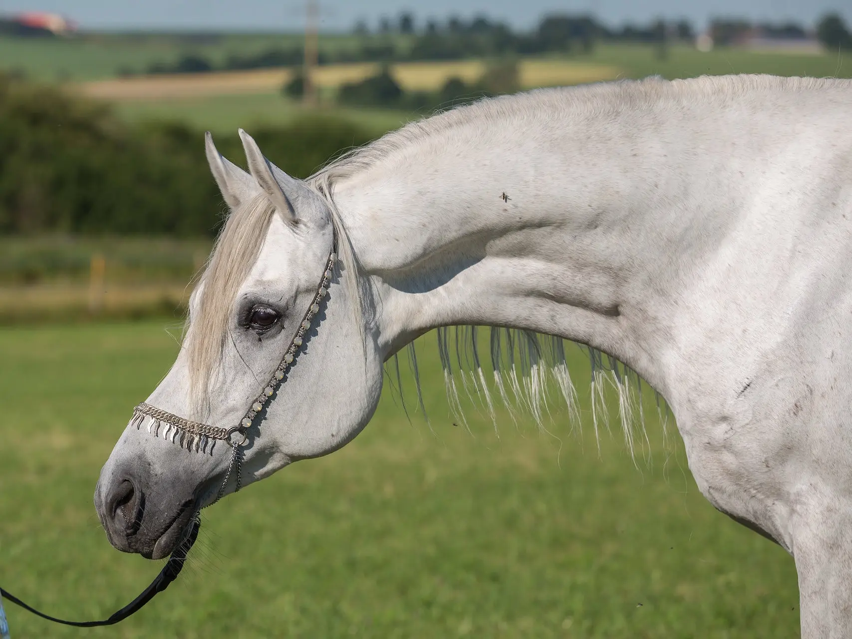 White grey horse