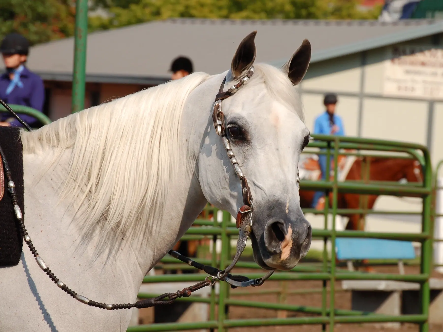 White grey horse