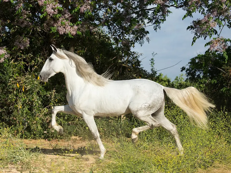 White grey horse