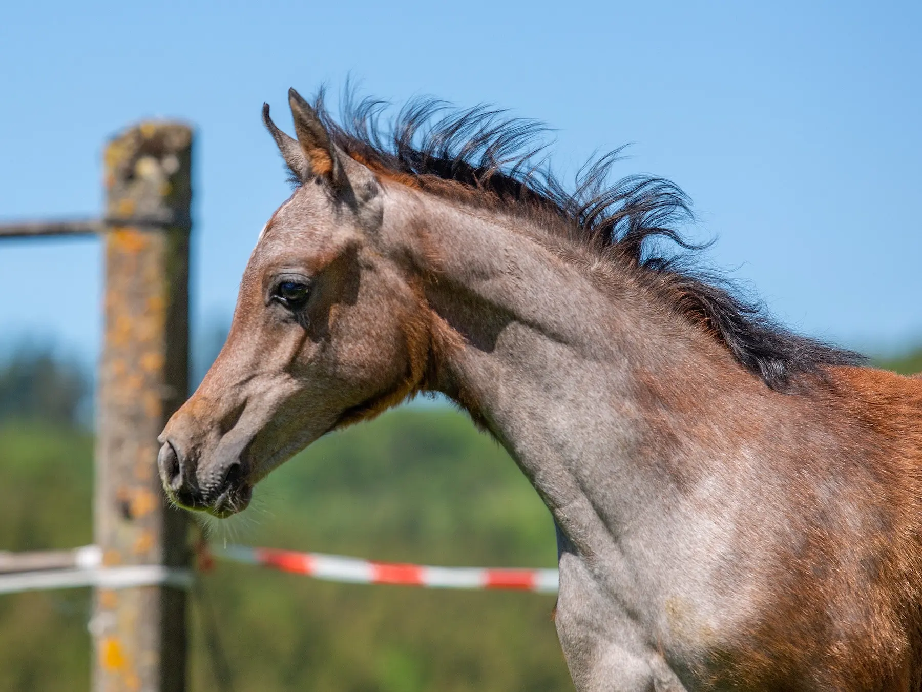 Grey foal shedding