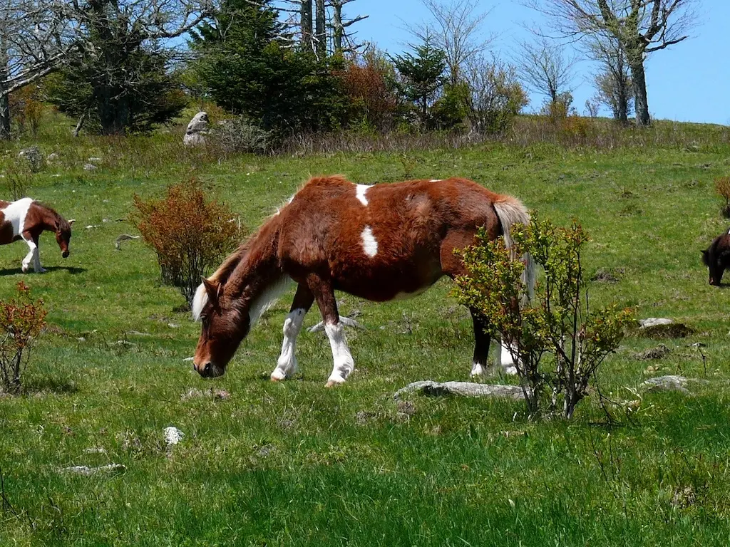 Greyson Highlands Ponies