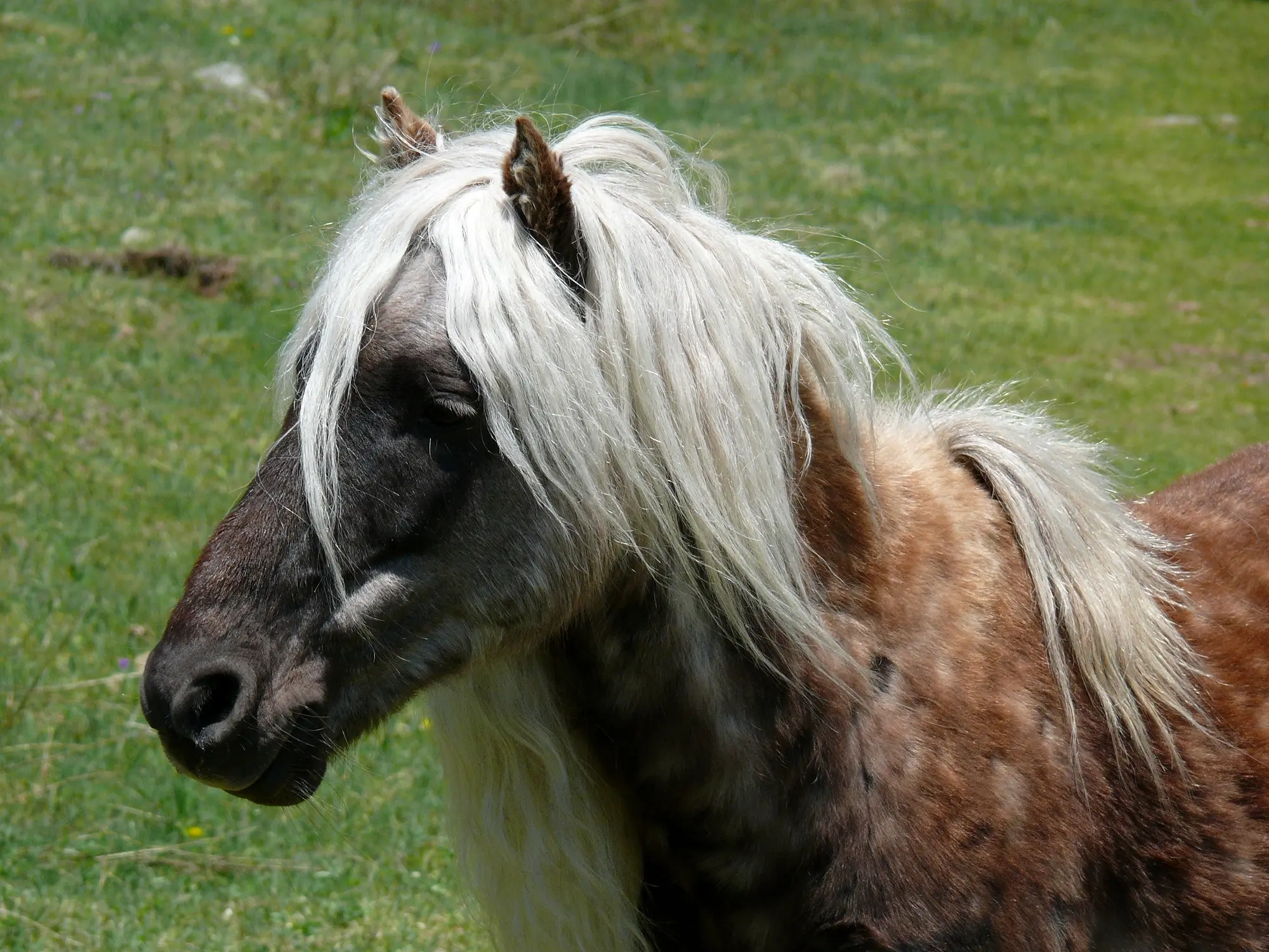 Grayson Highlands Ponies