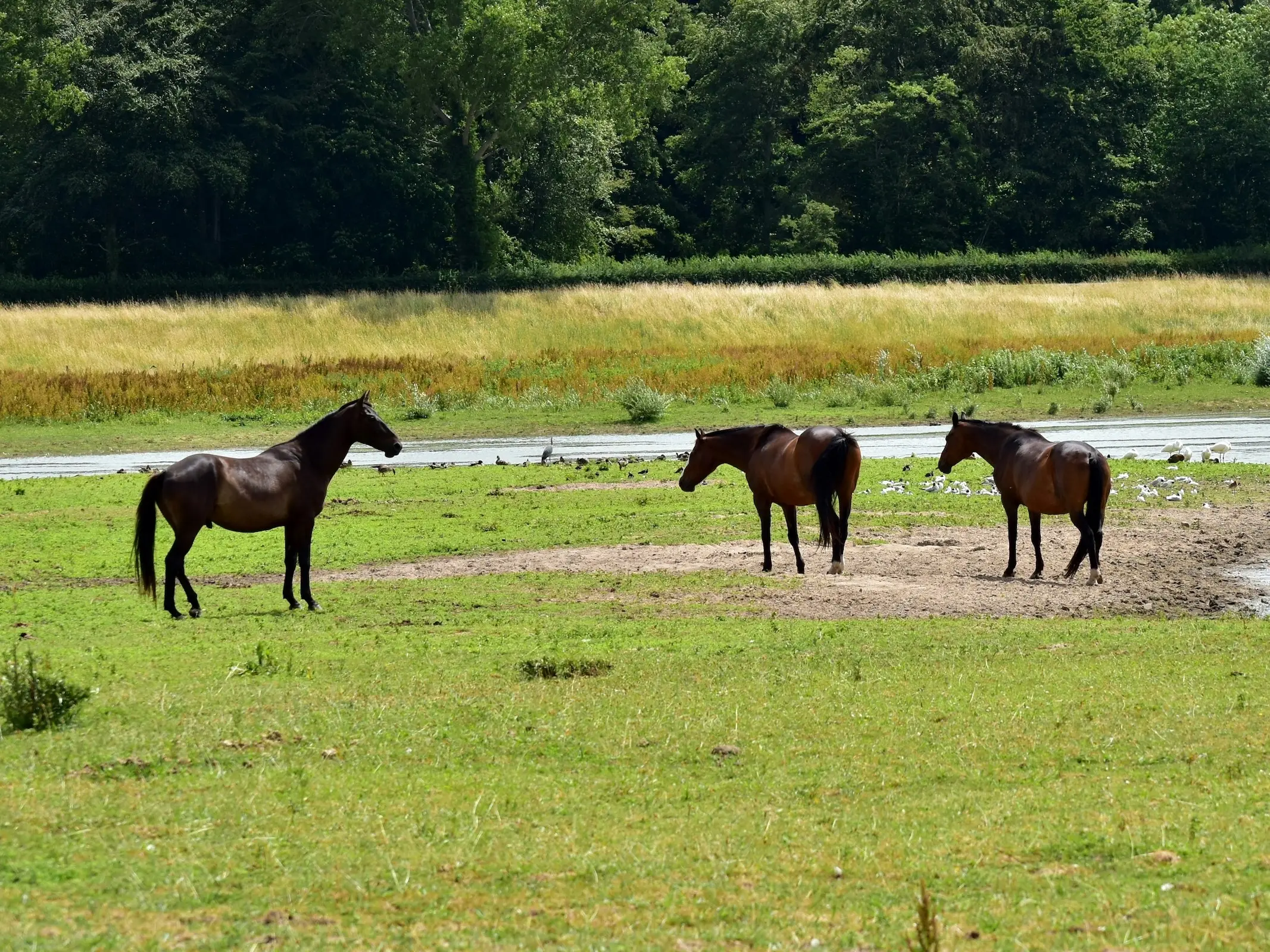 Groninger Horse