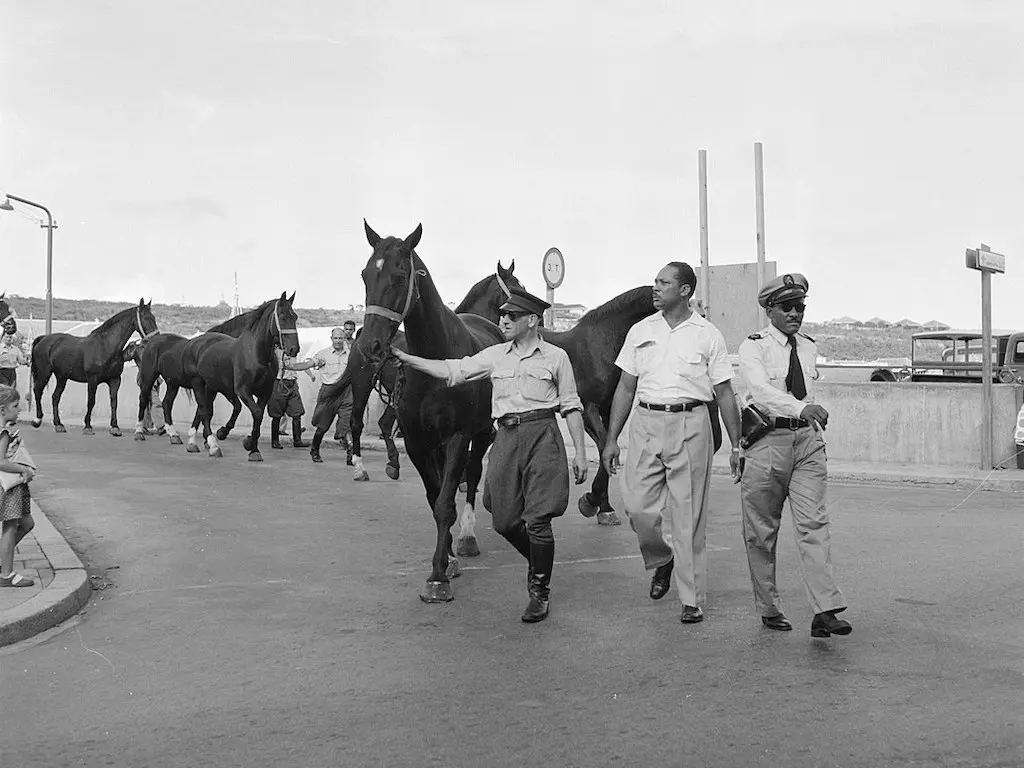 Groninger Horse