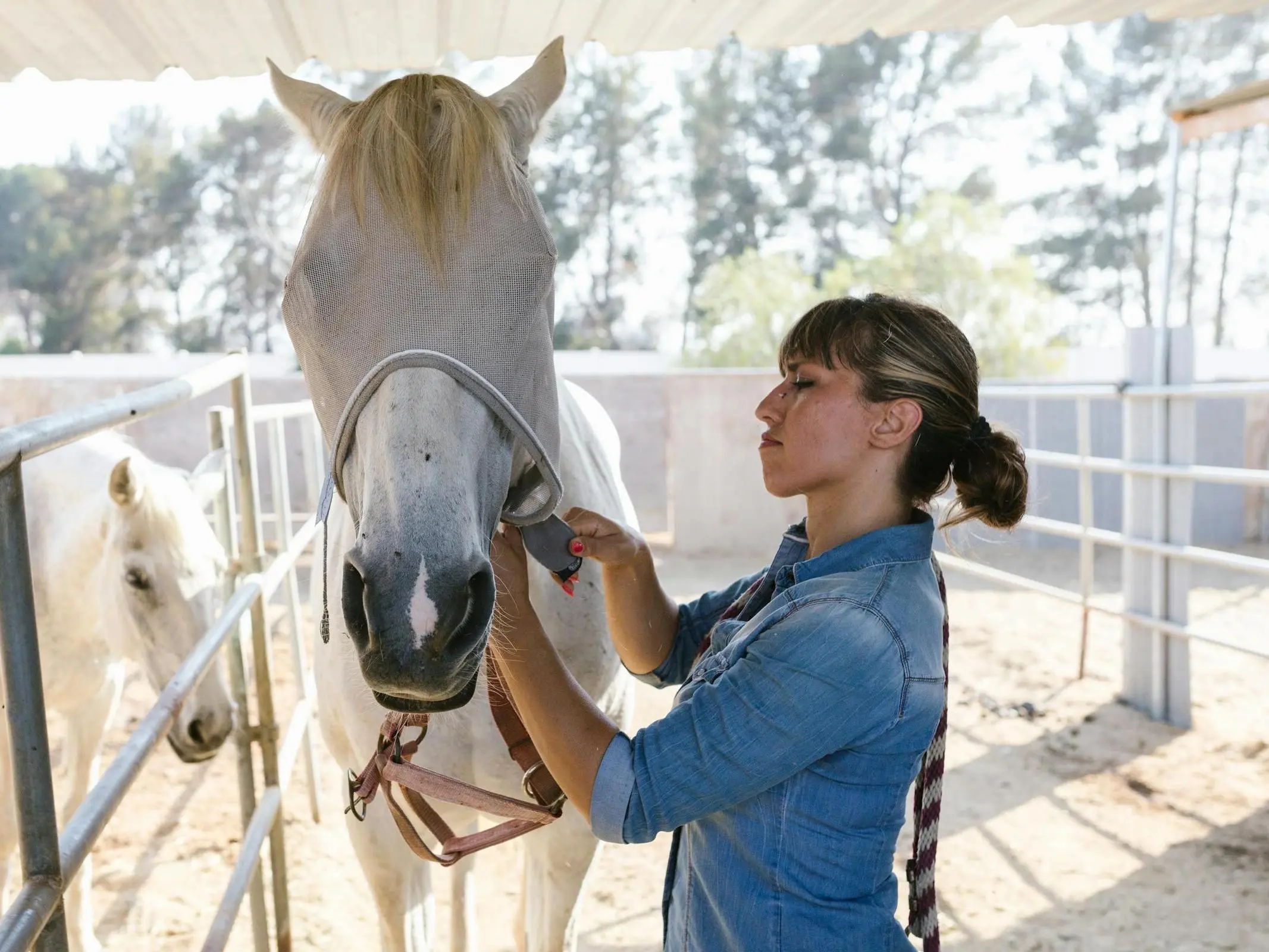 young woman grooming a horse