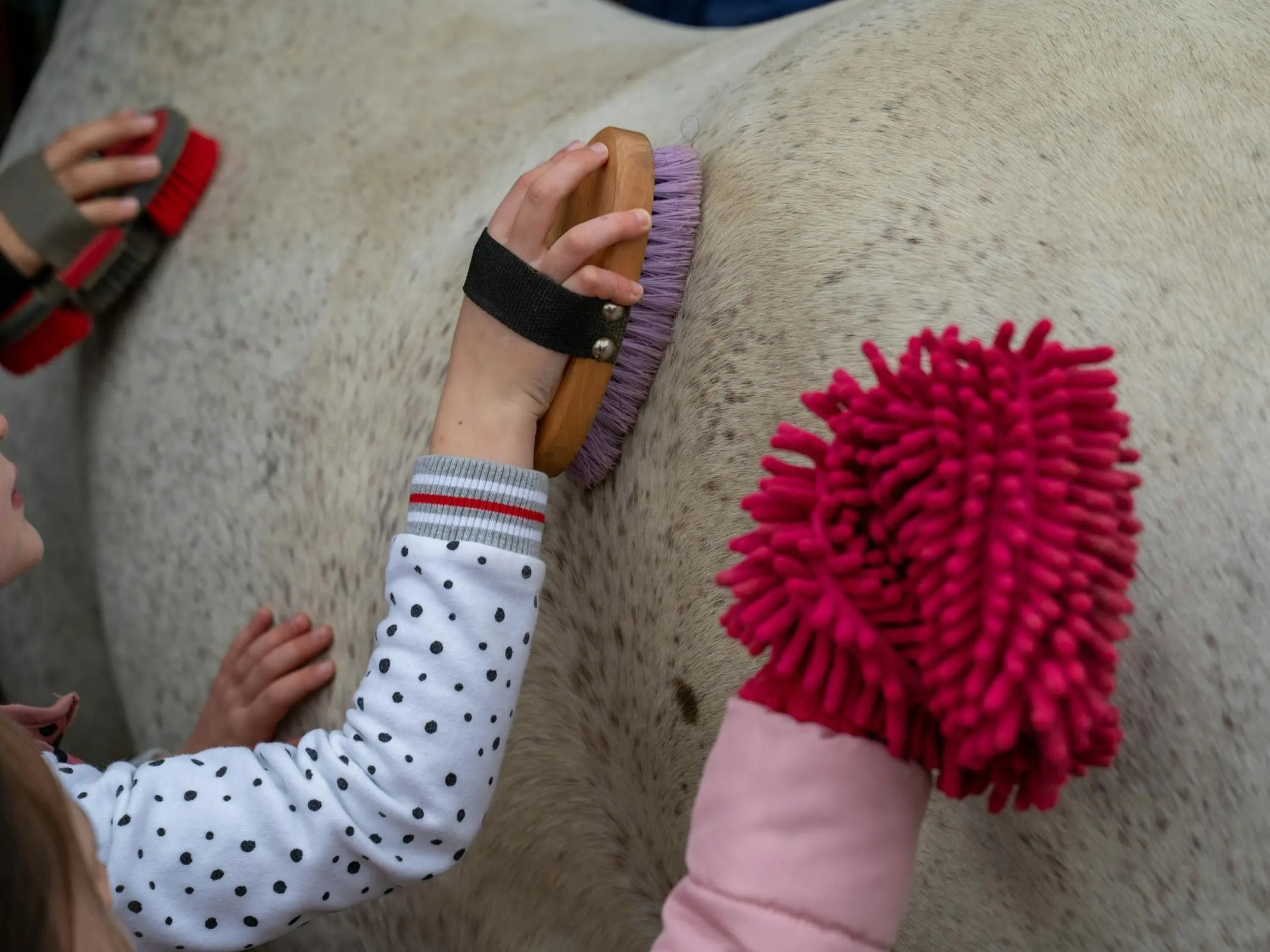 Children grooming a horse