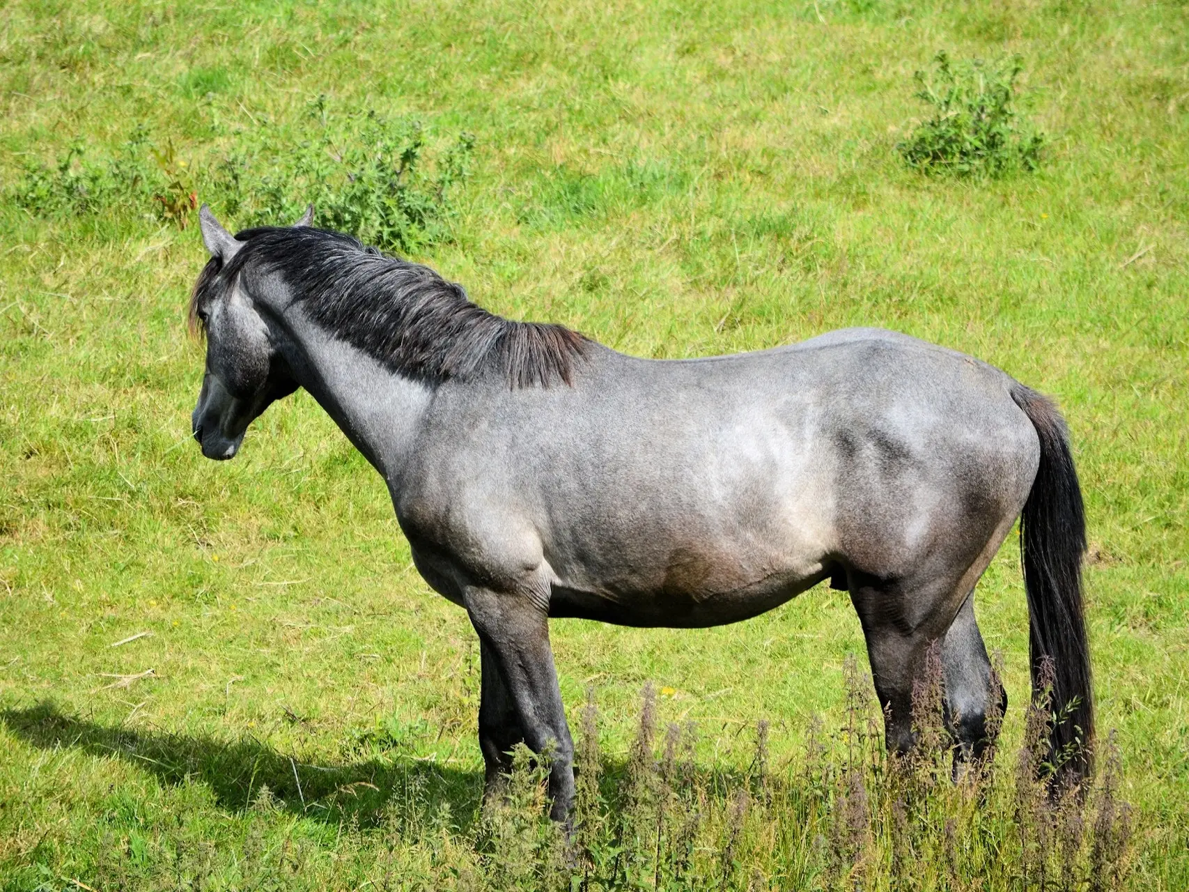 Grullo horse